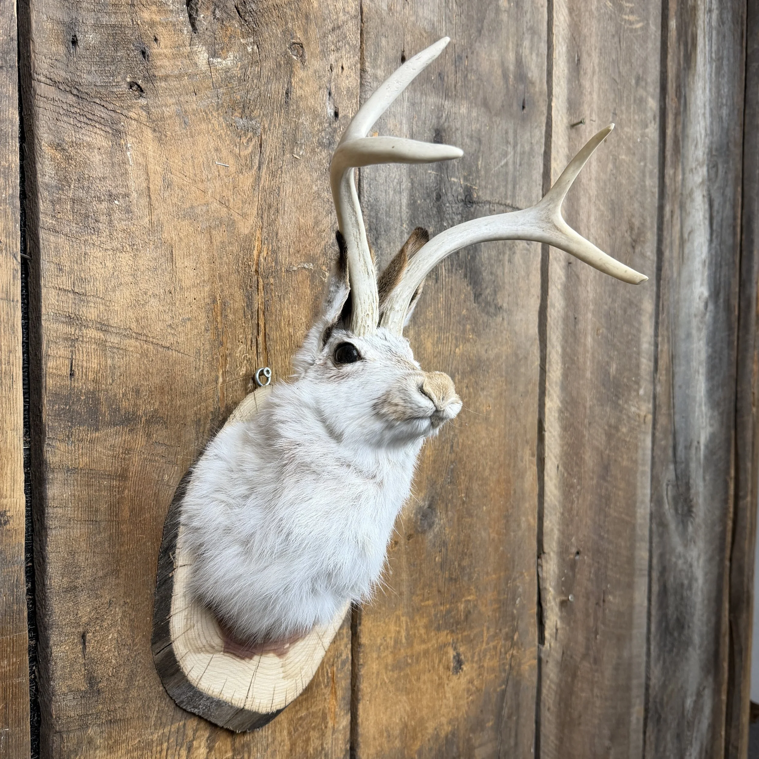 jackalope mount