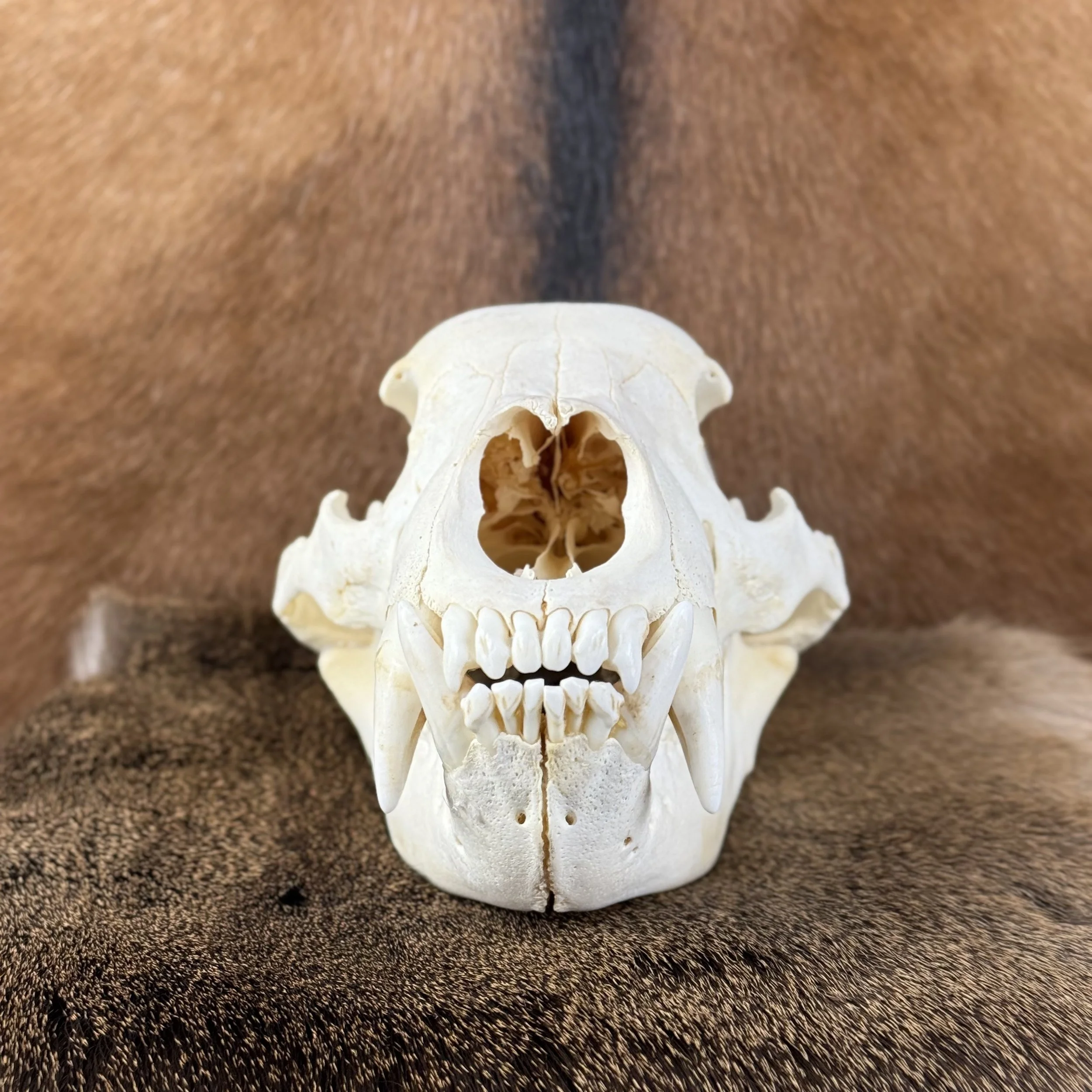 Black Bear Skull