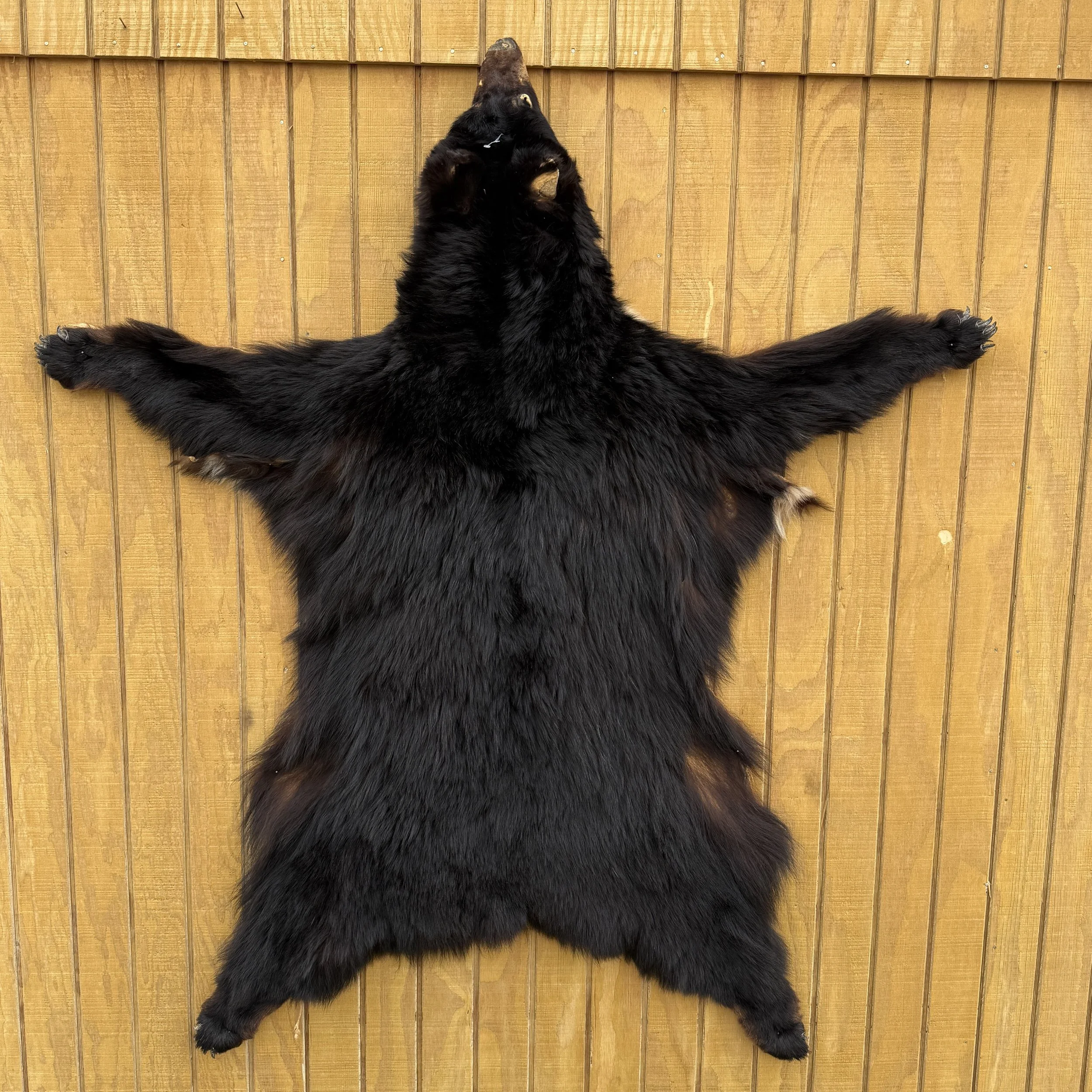 Black Bear Hide SQ1155