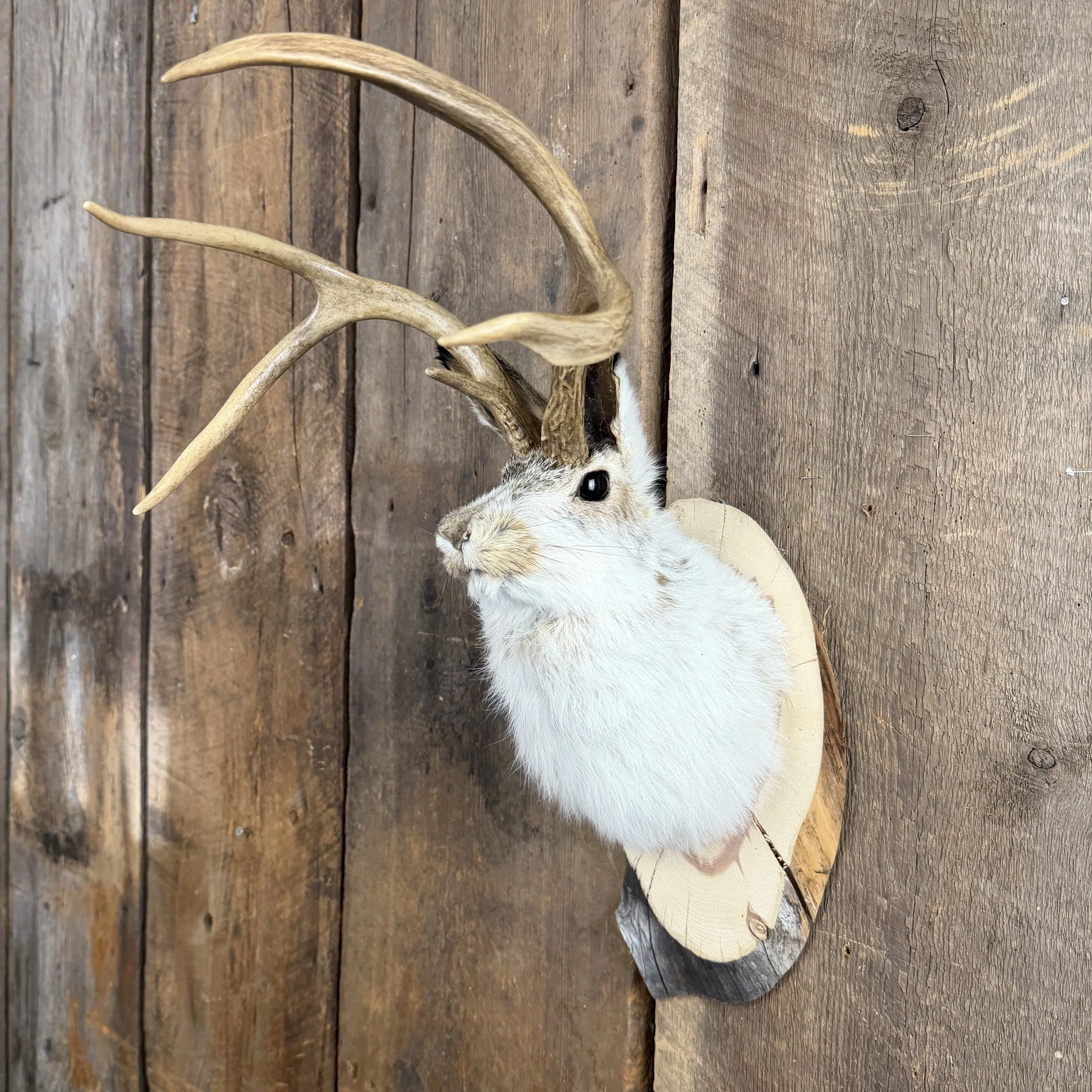 jackalope mount