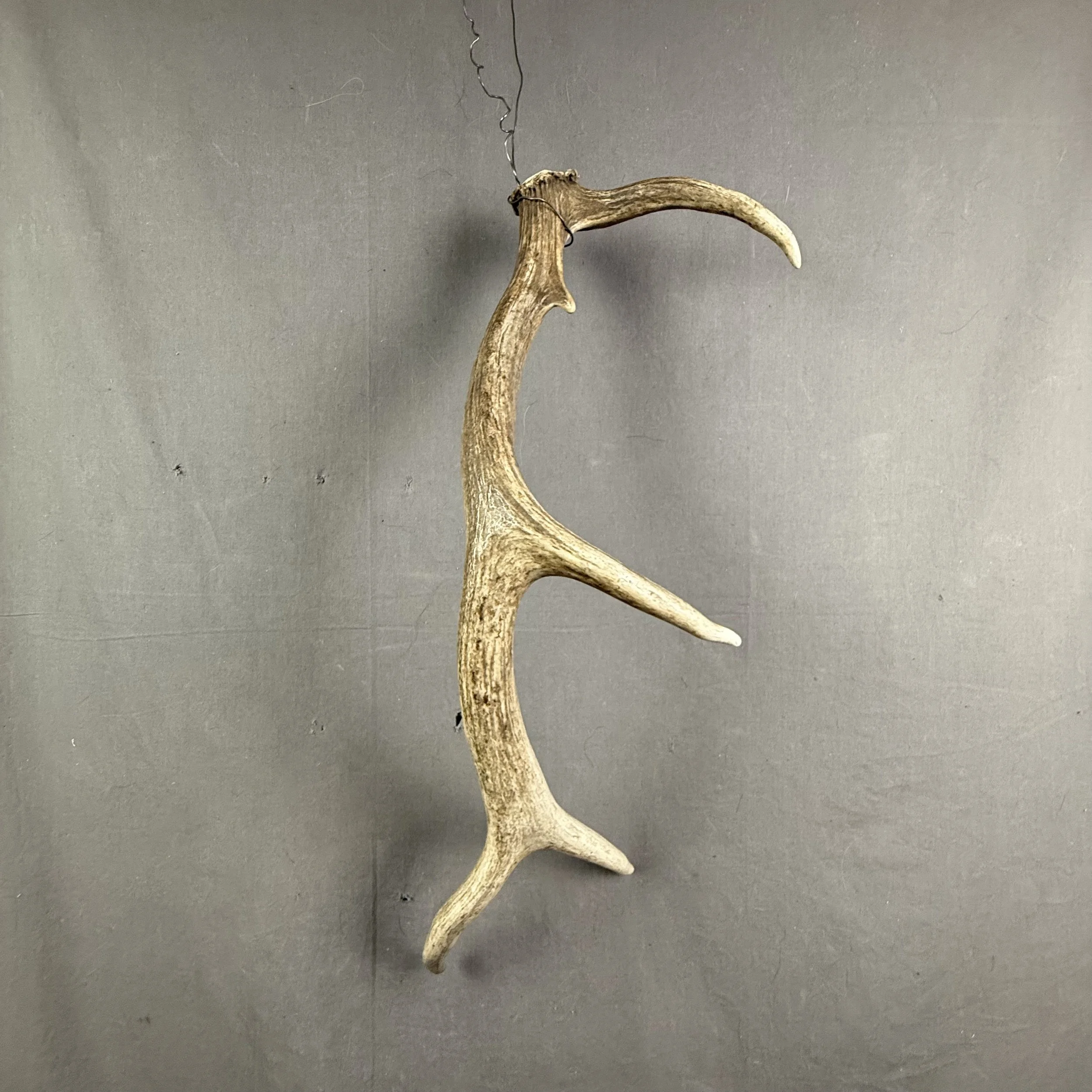 Elk Antler #26