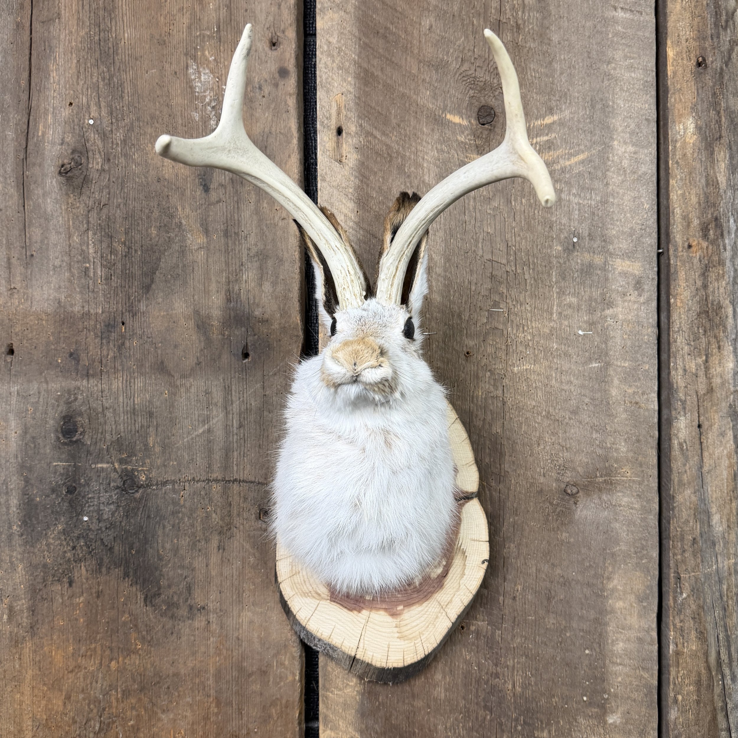 jackalope mount