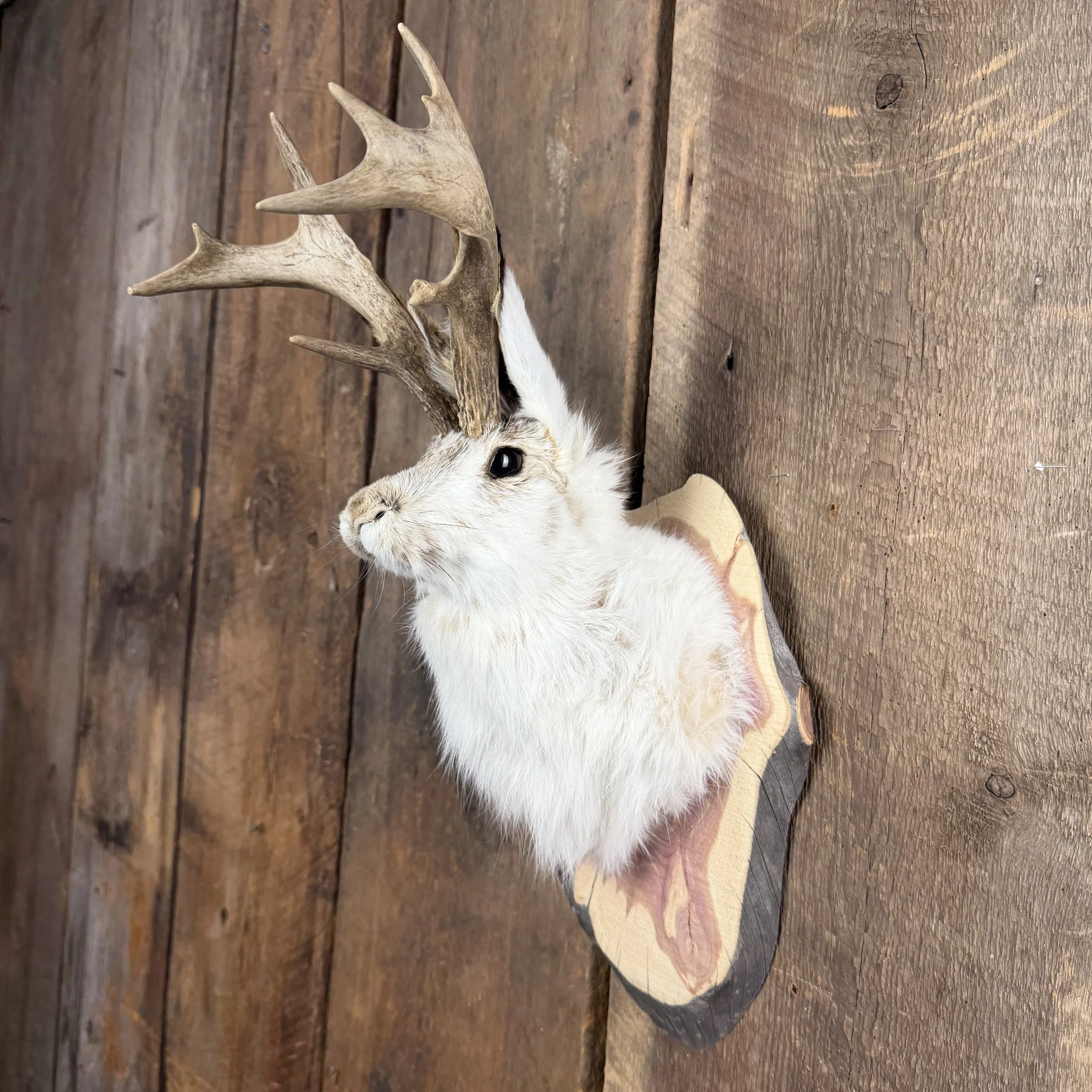 jackalope mount