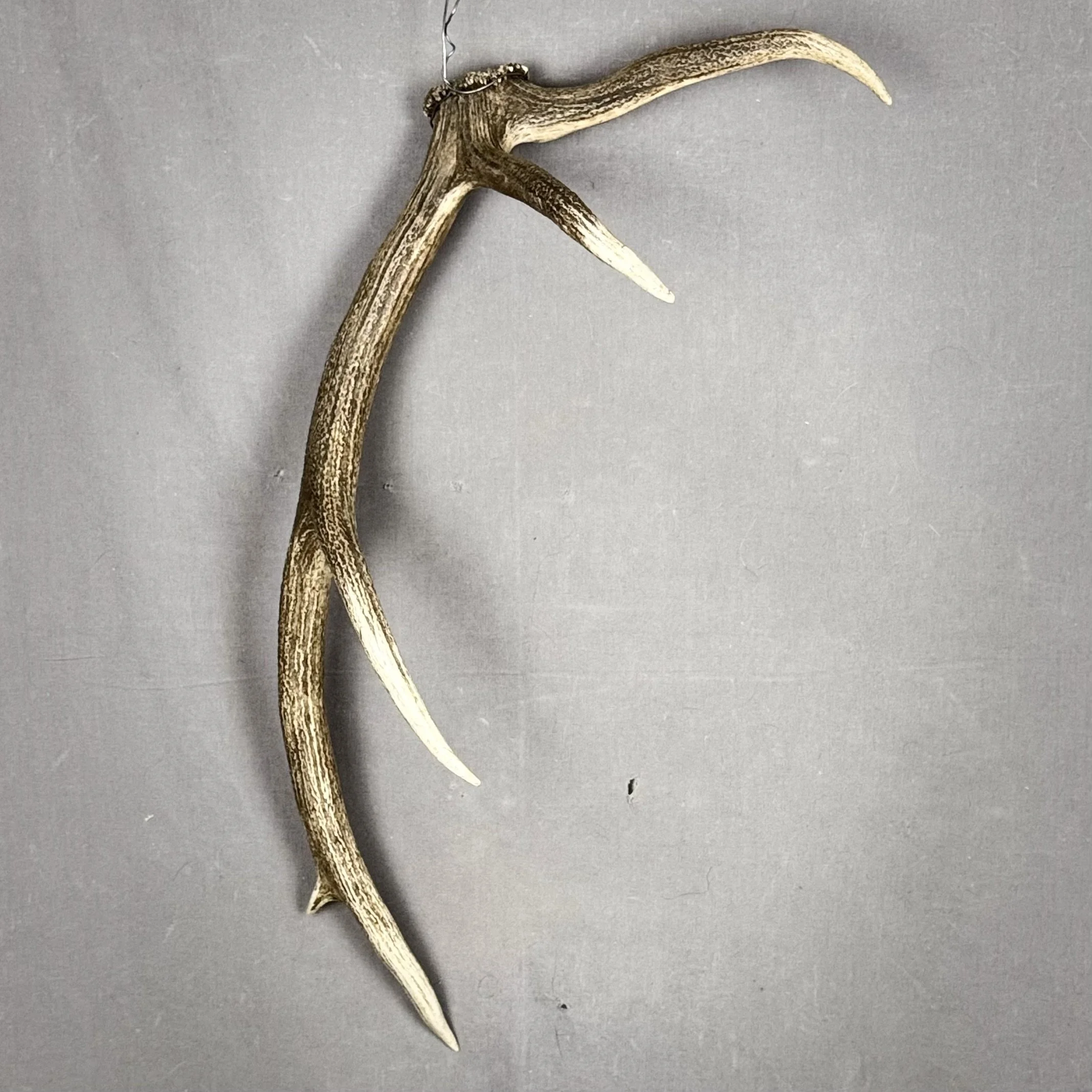 Elk Antler