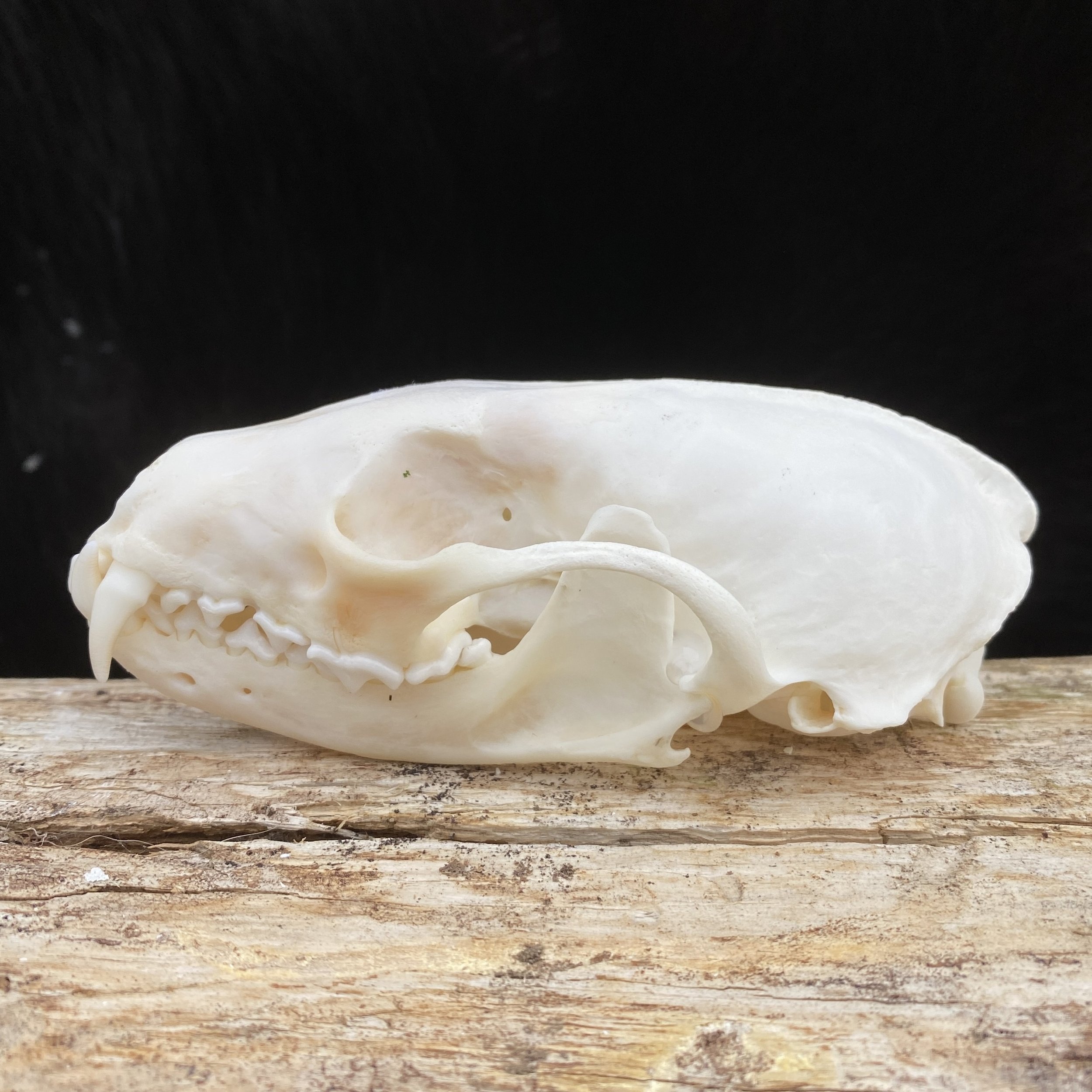 fisher skull