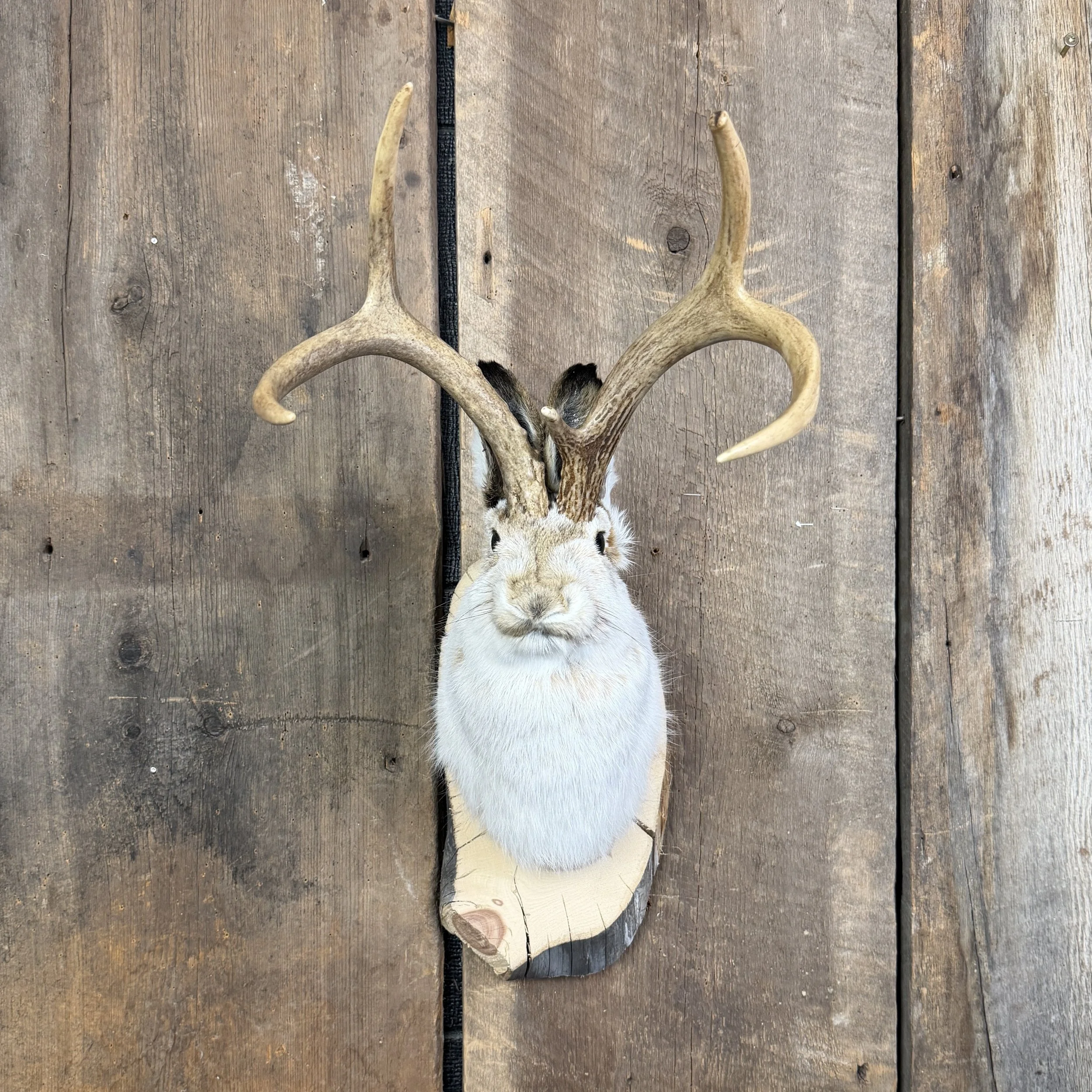 jackalope mount