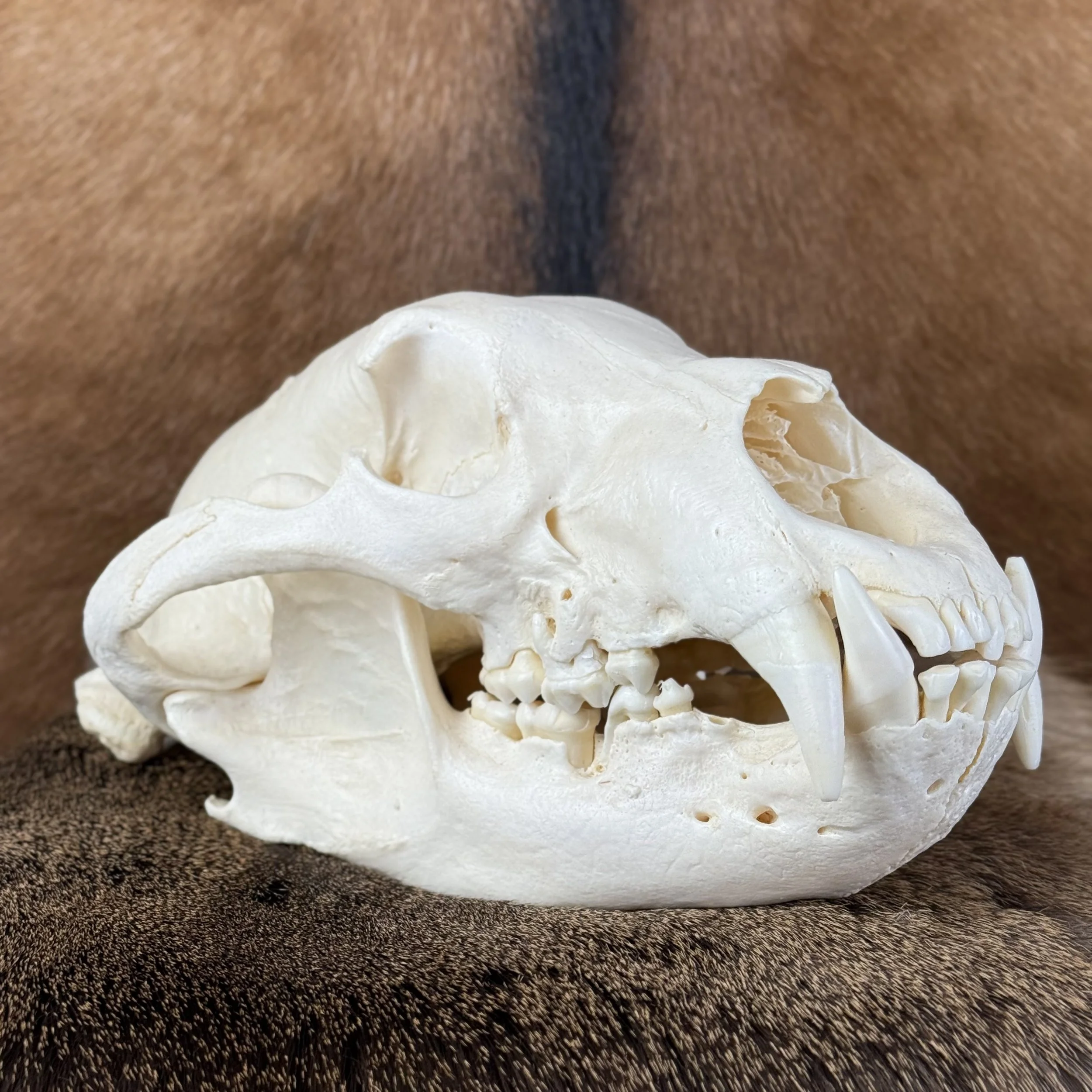Black Bear Skull