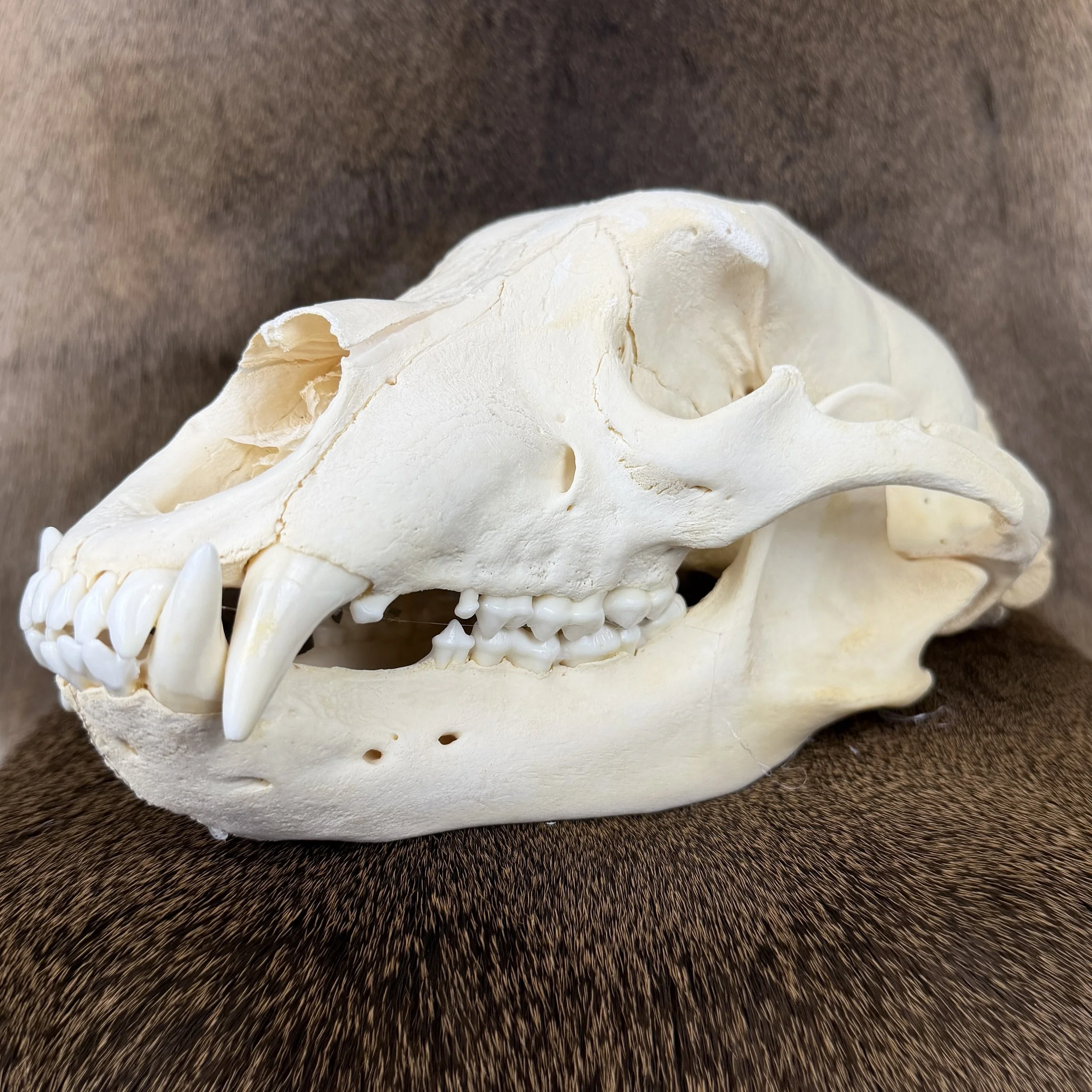 black bear skull