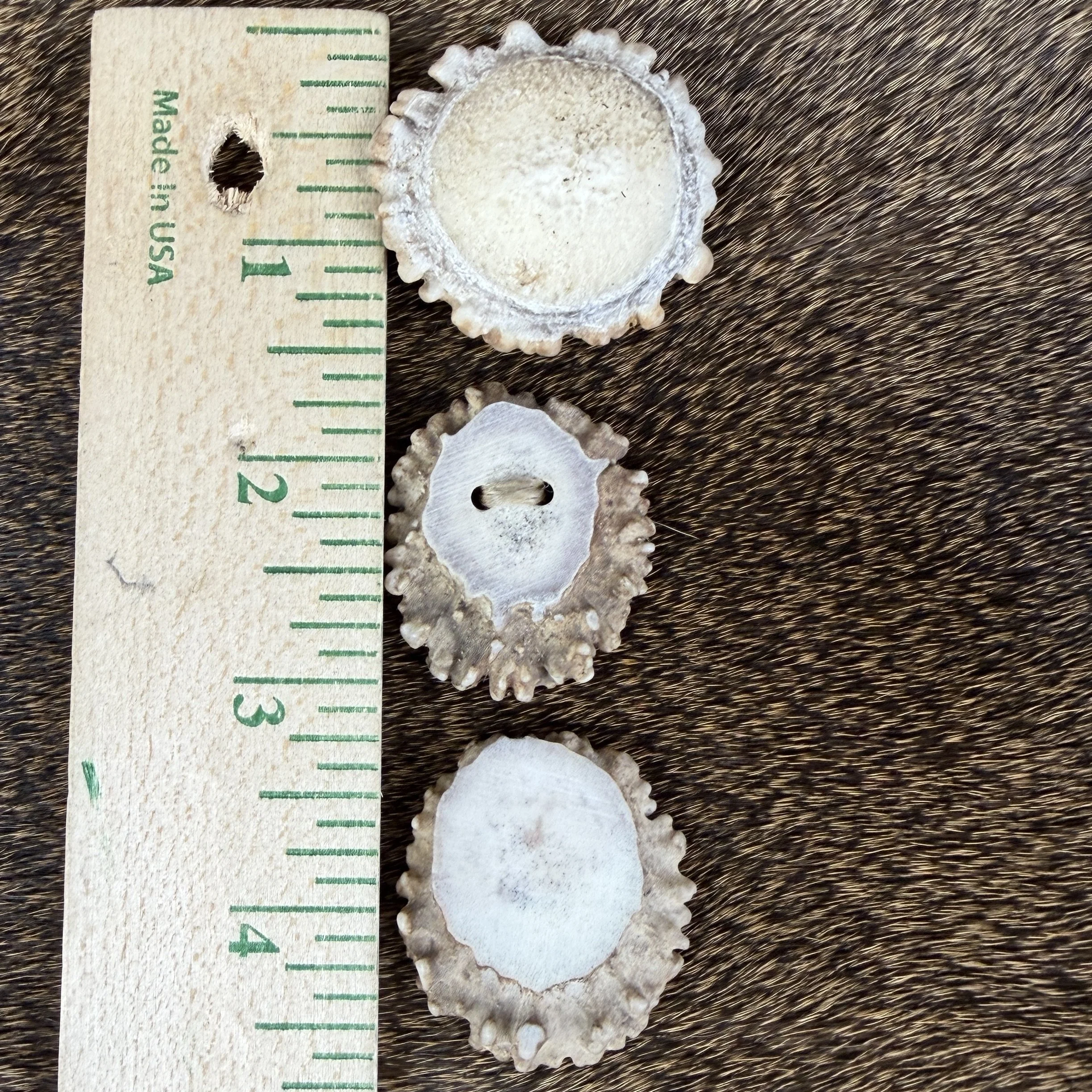Deer Antler Rosette