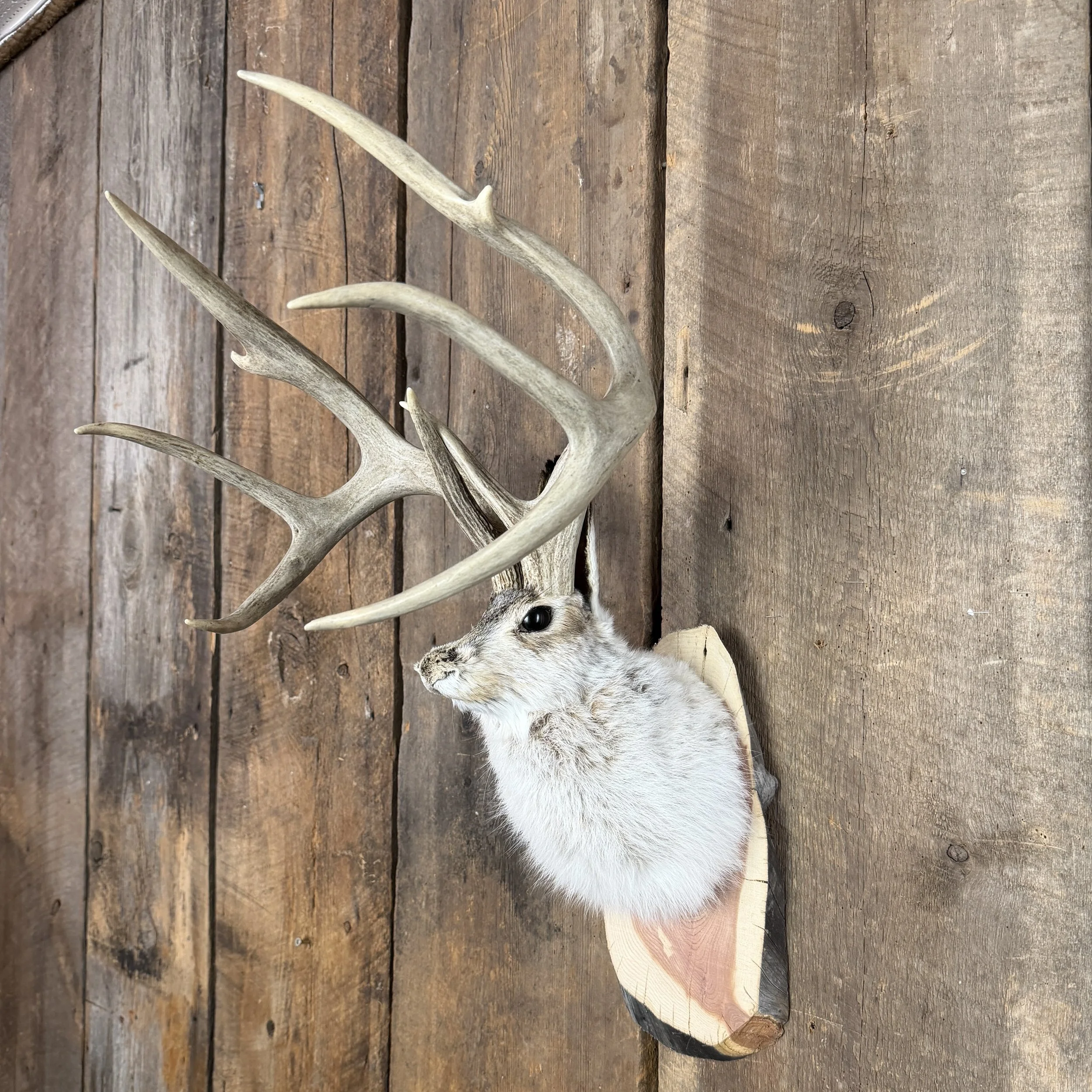 jackalope mount