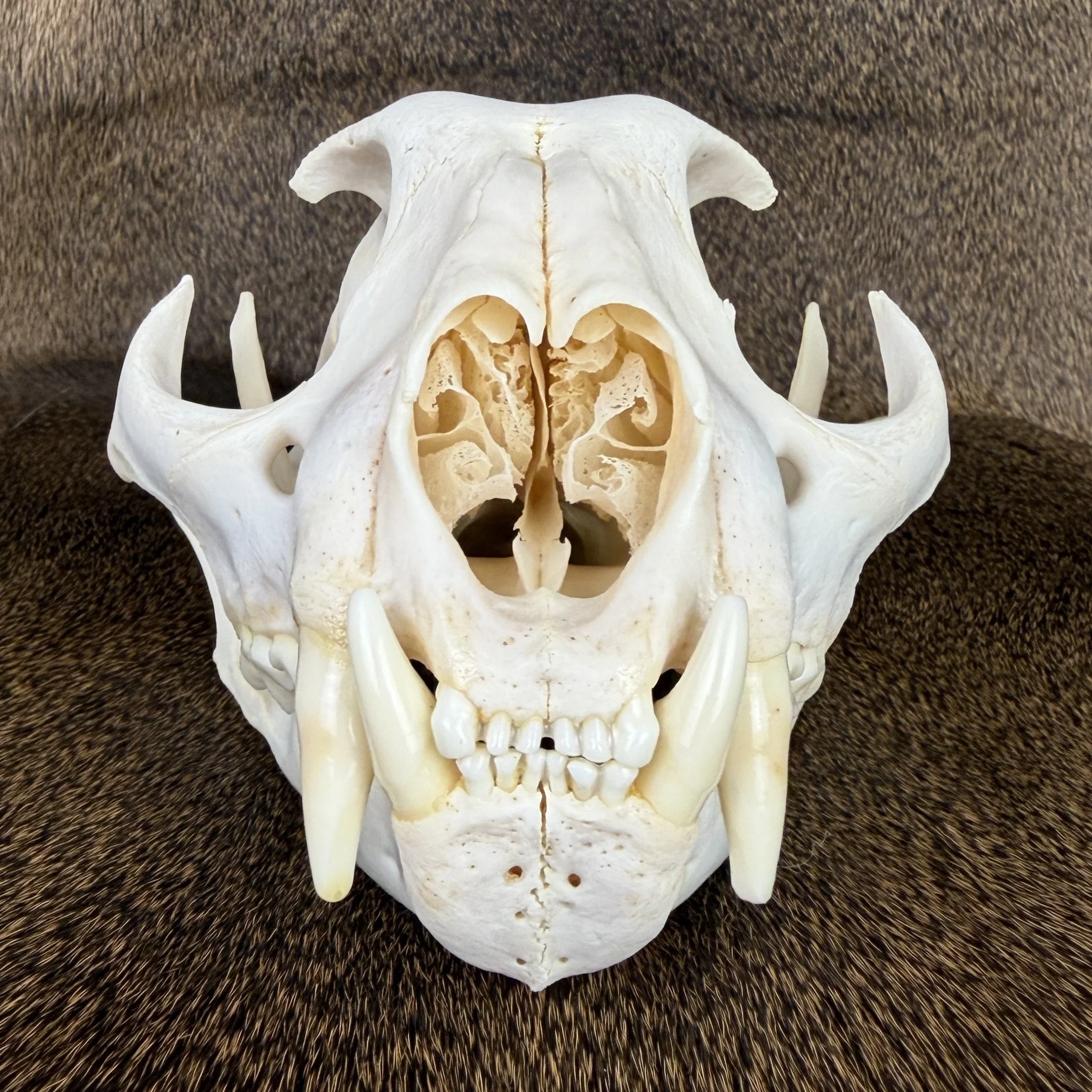 cougar skull