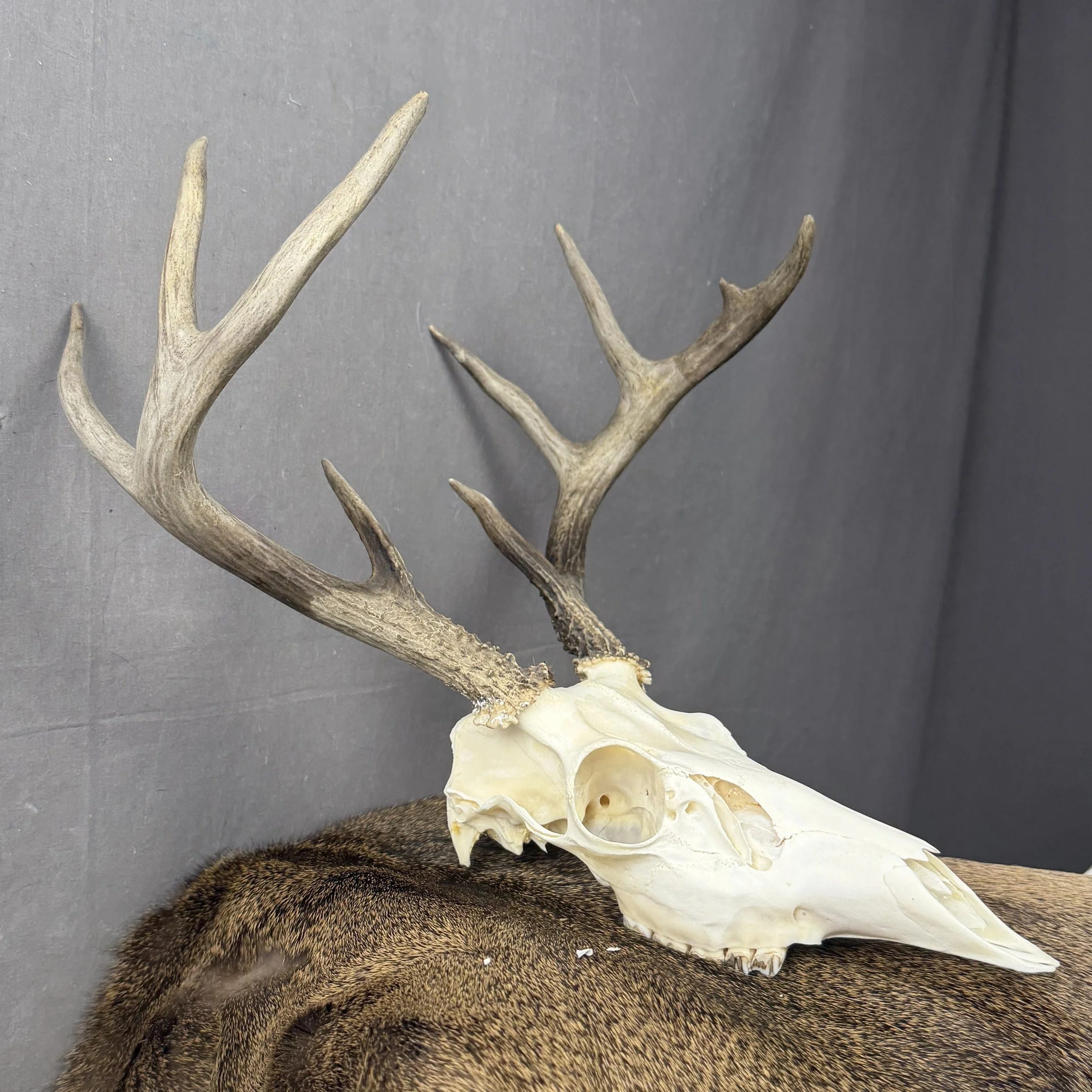 White Tail Deer Skull