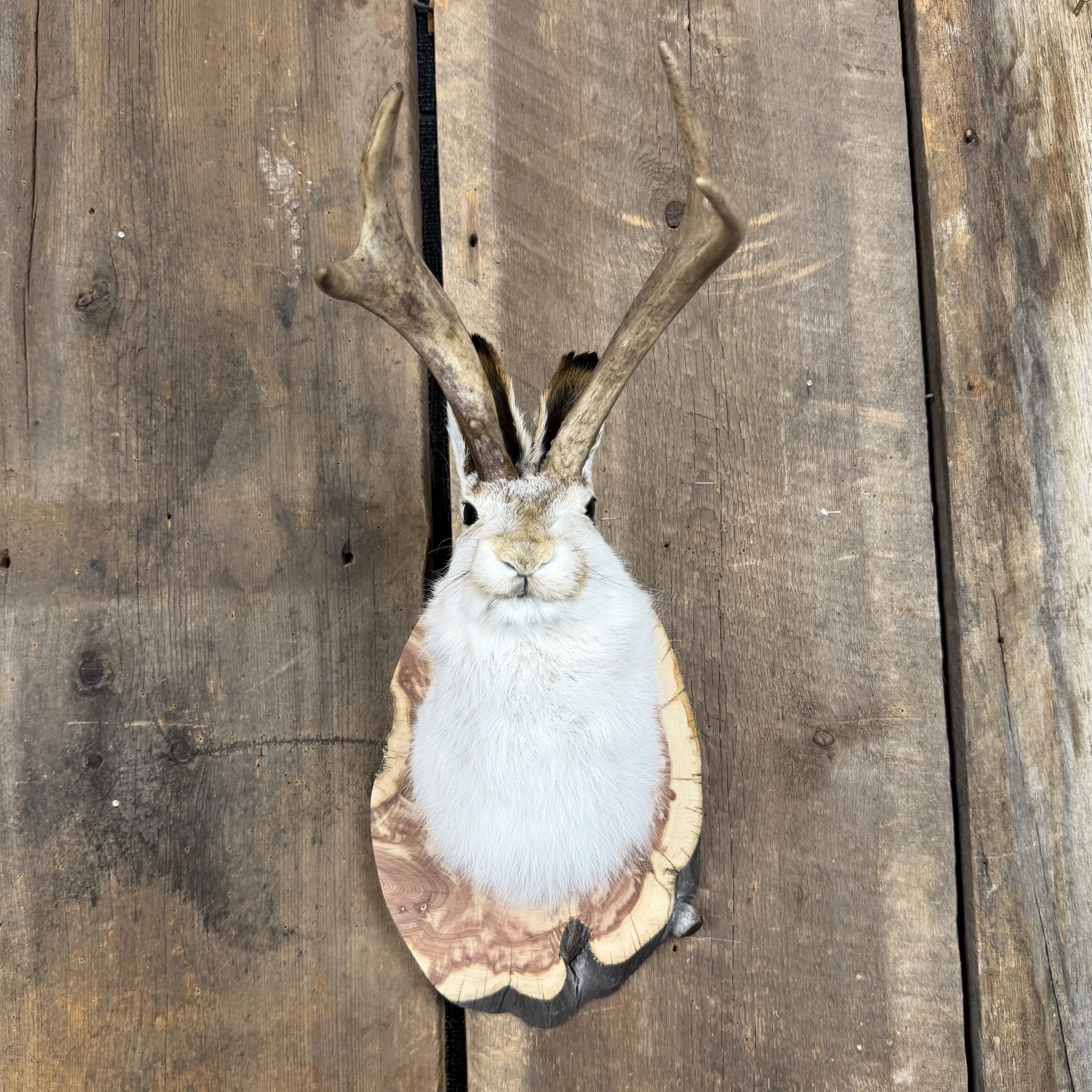 jackalope mount