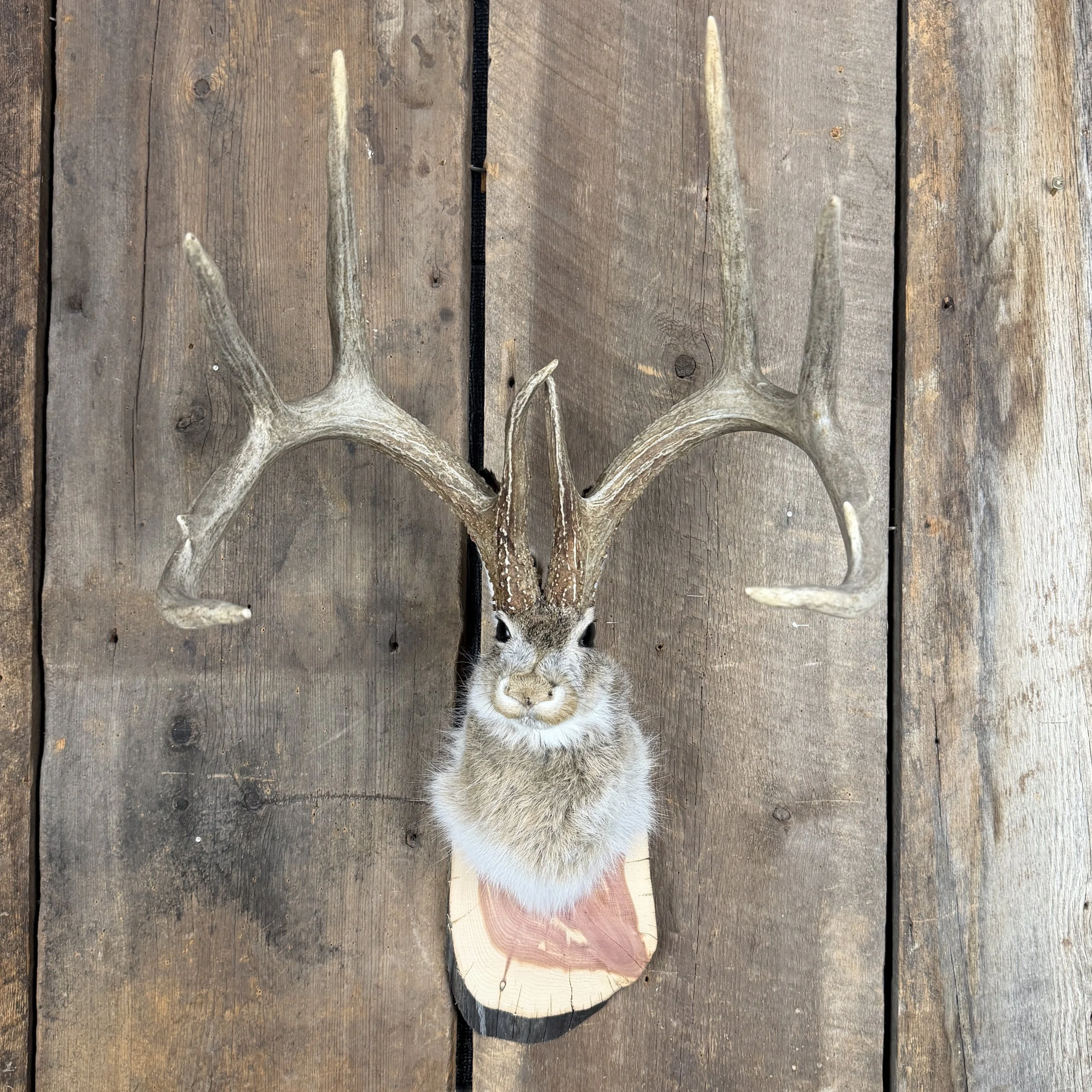 jackalope mount