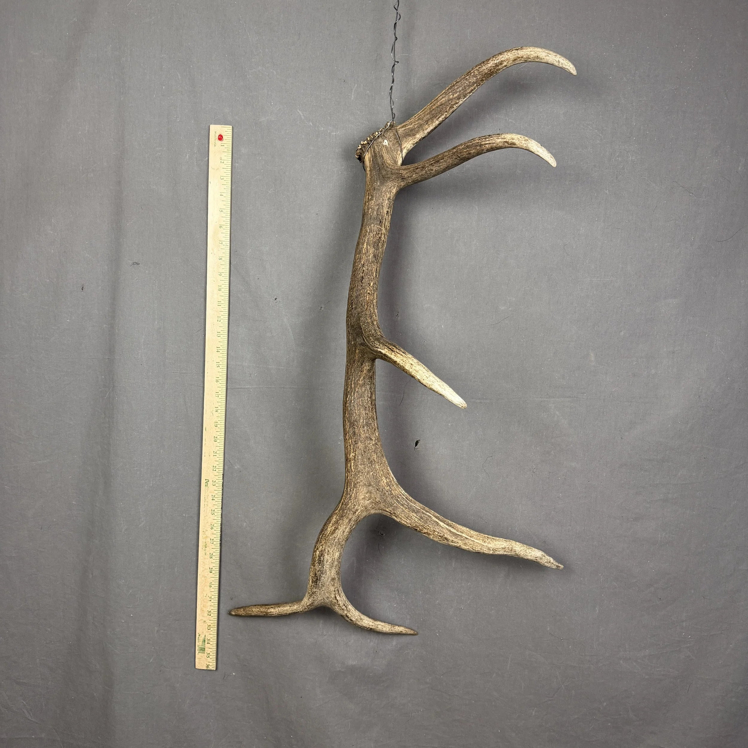 Elk Antler