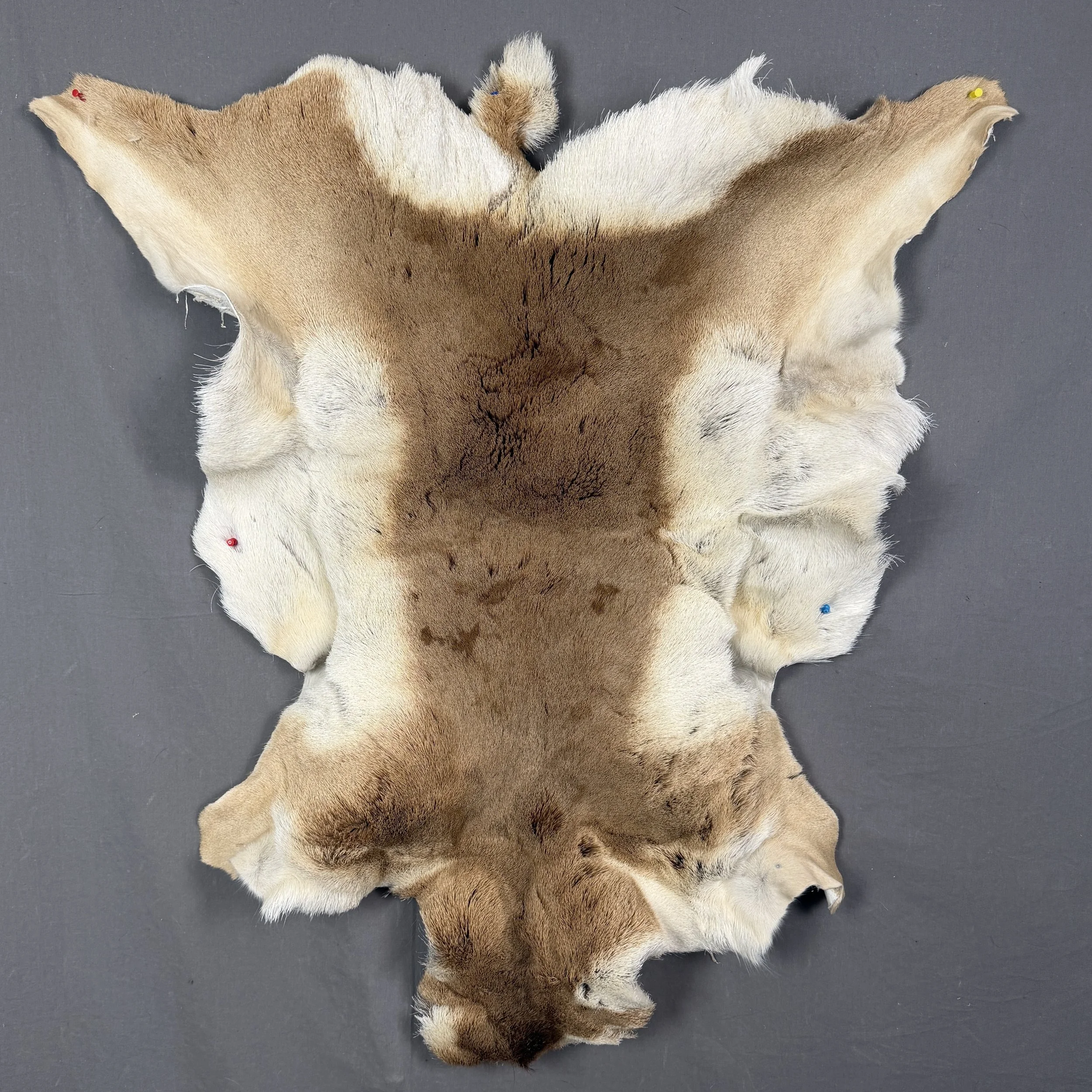 Pronghorn/Antelope Hide