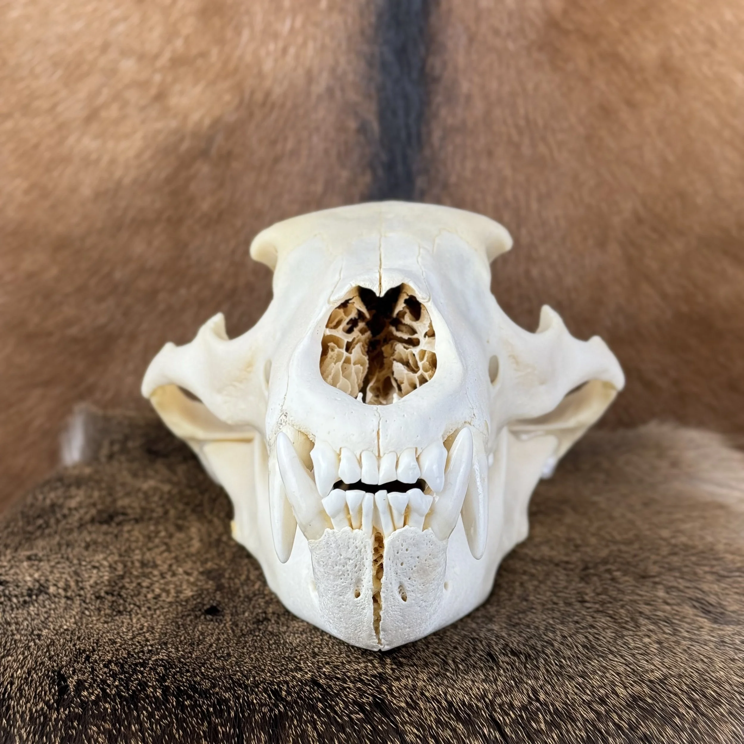 Black Bear Skull