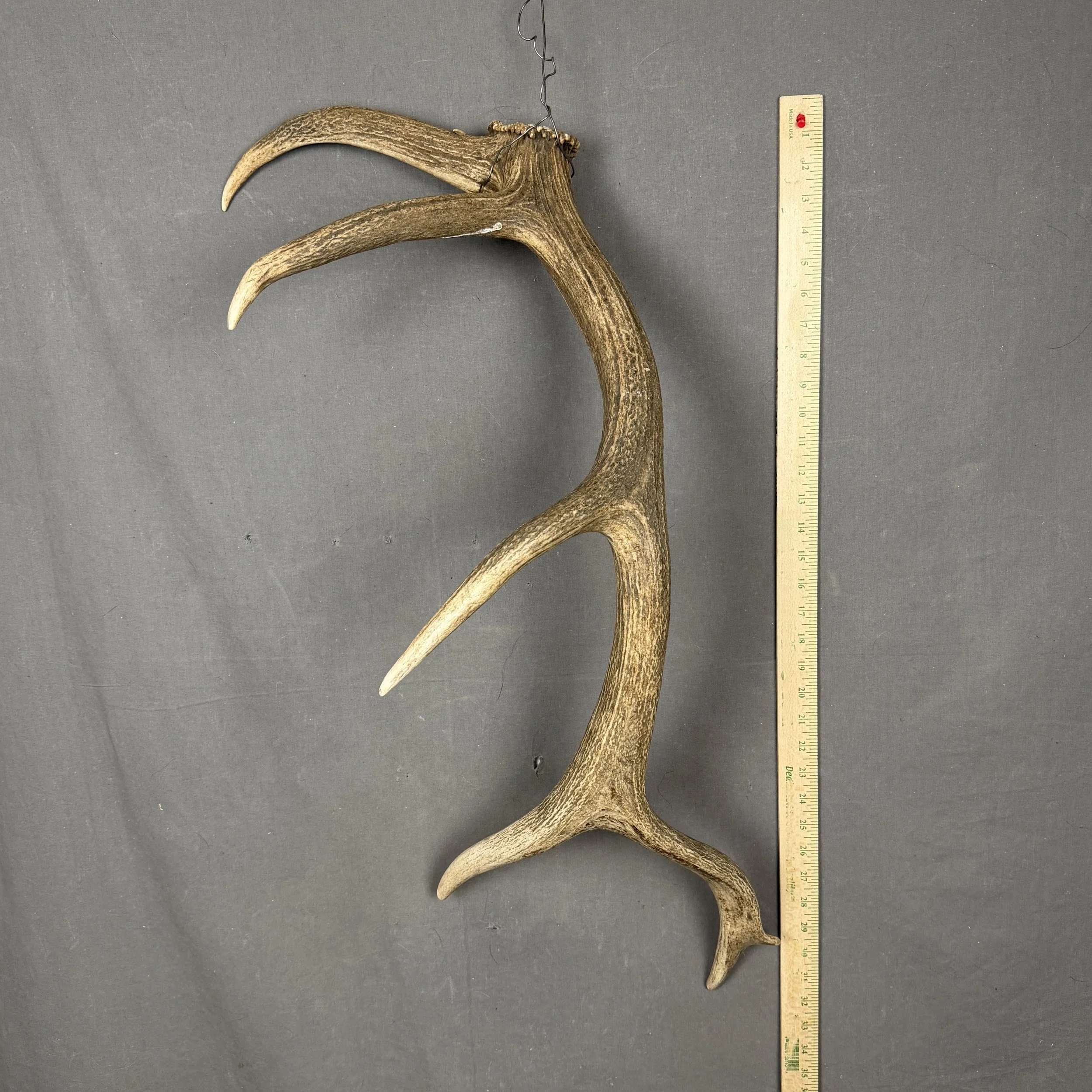 Elk Antler