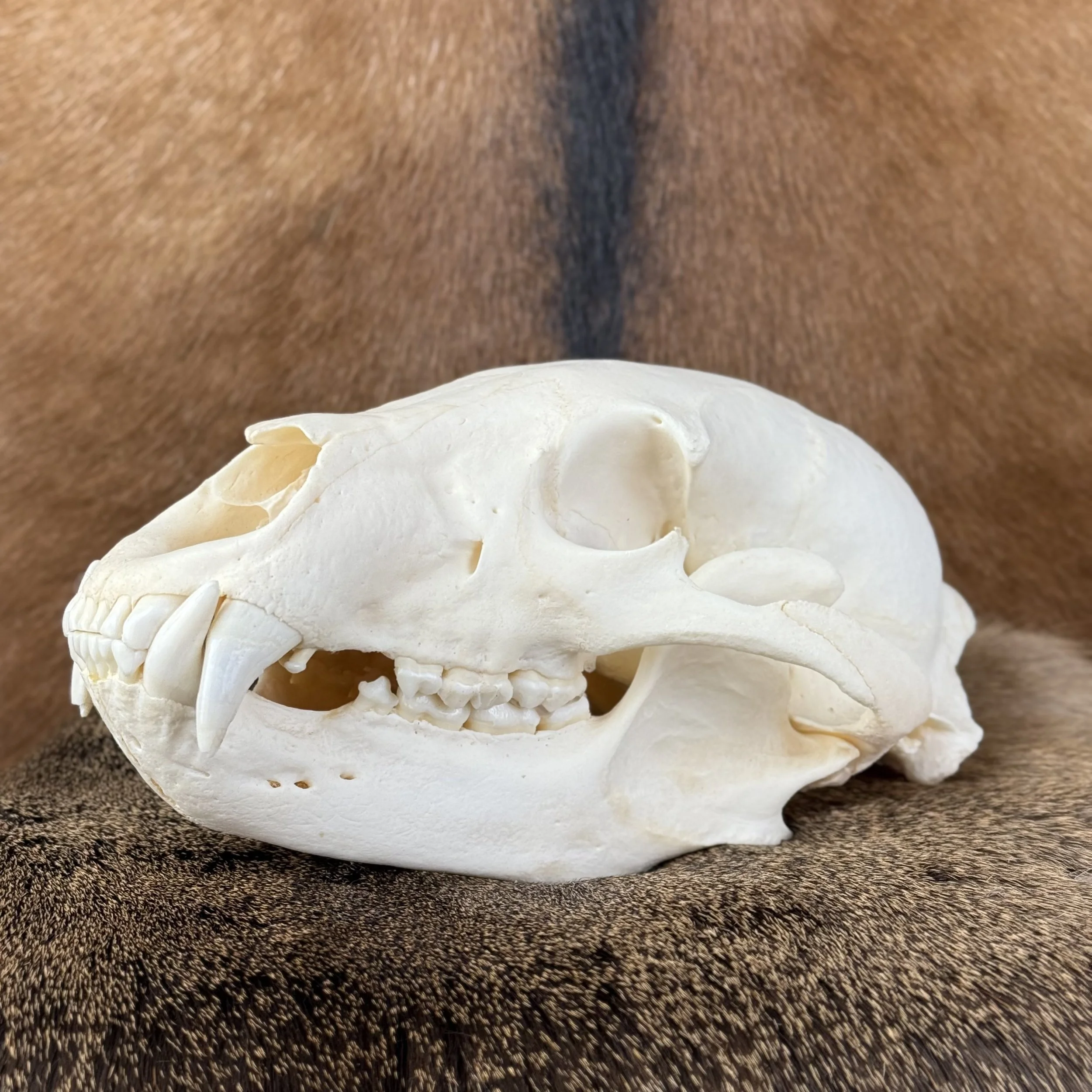 Black Bear Skull