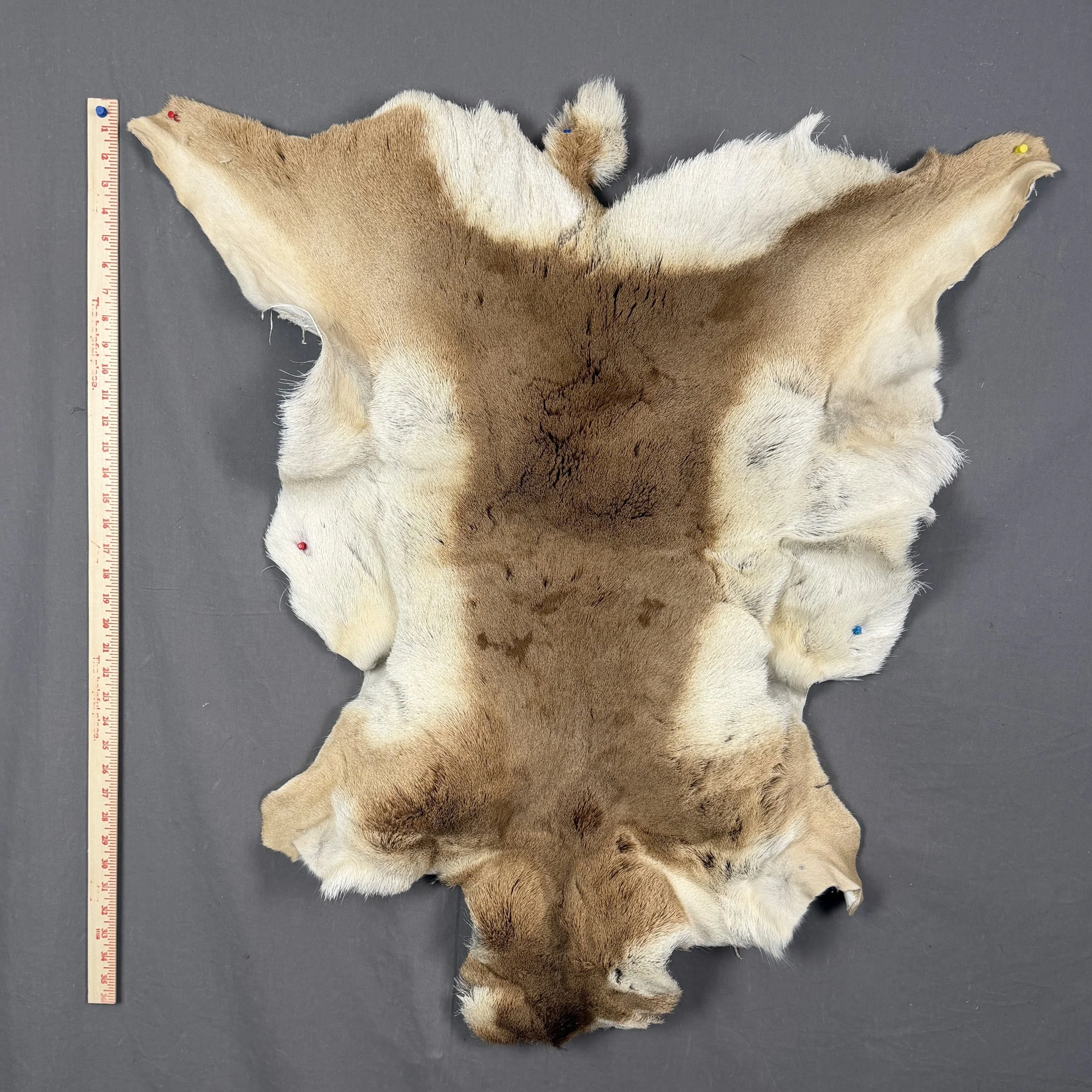 Pronghorn/Antelope Hide