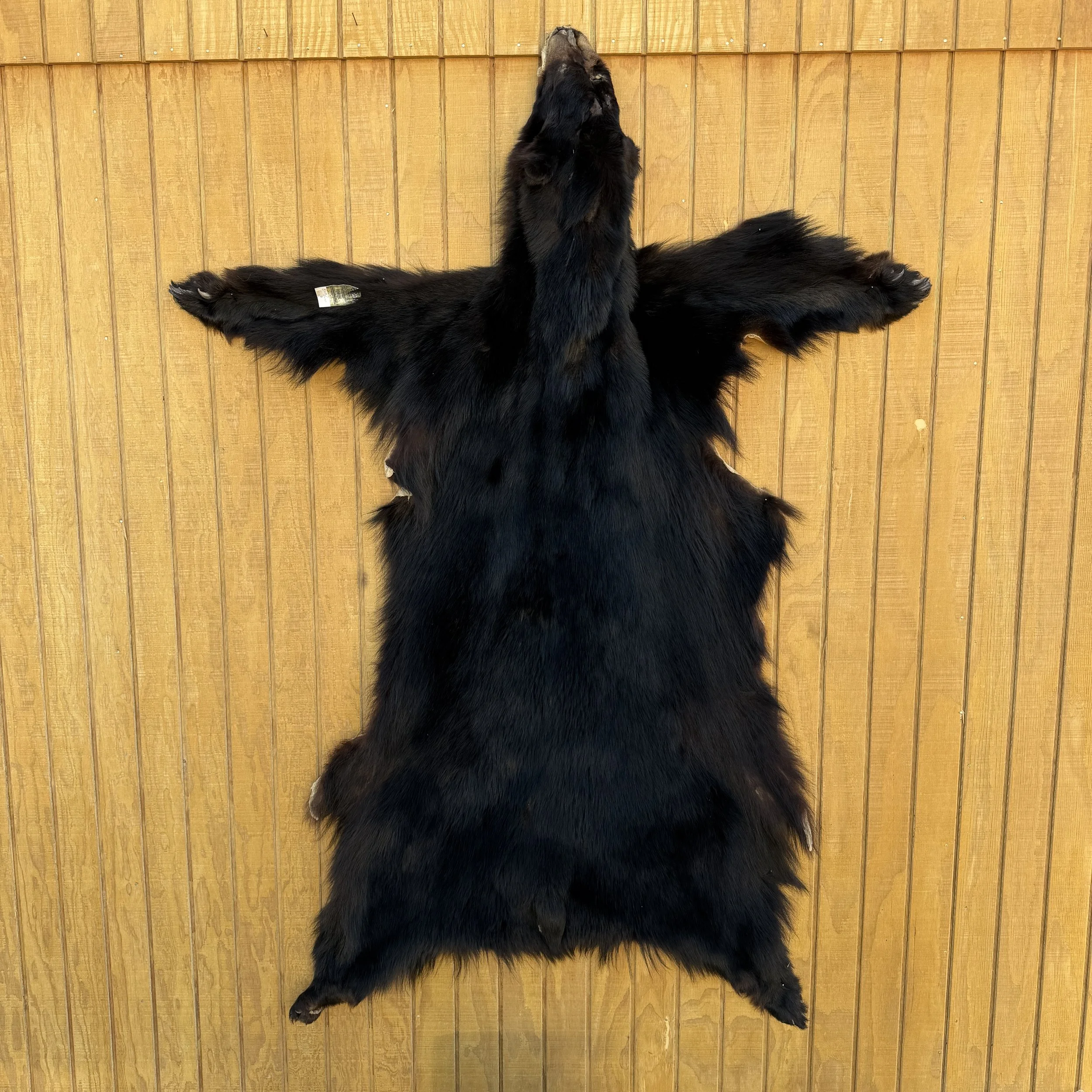 black bear skin