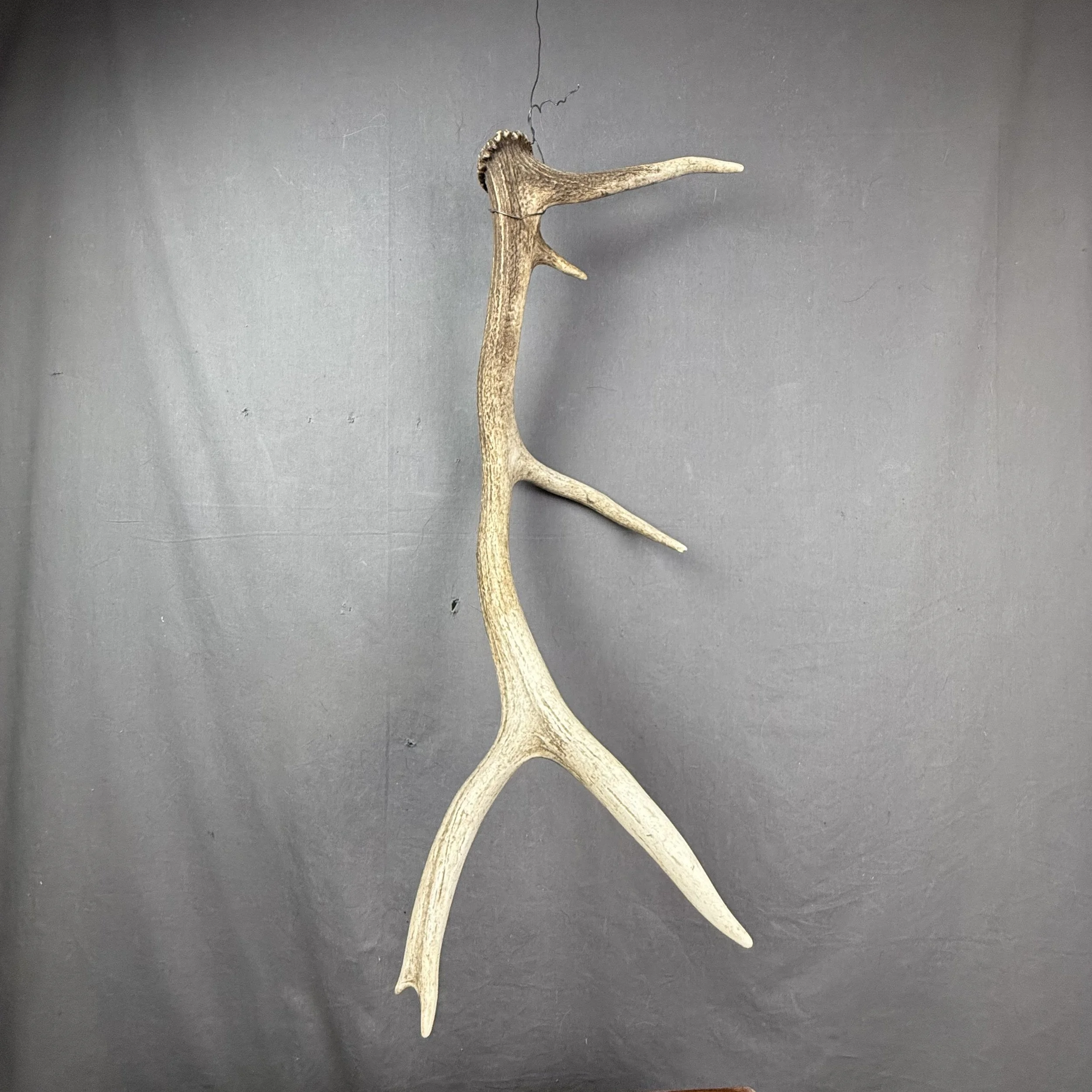 Elk Antler #1