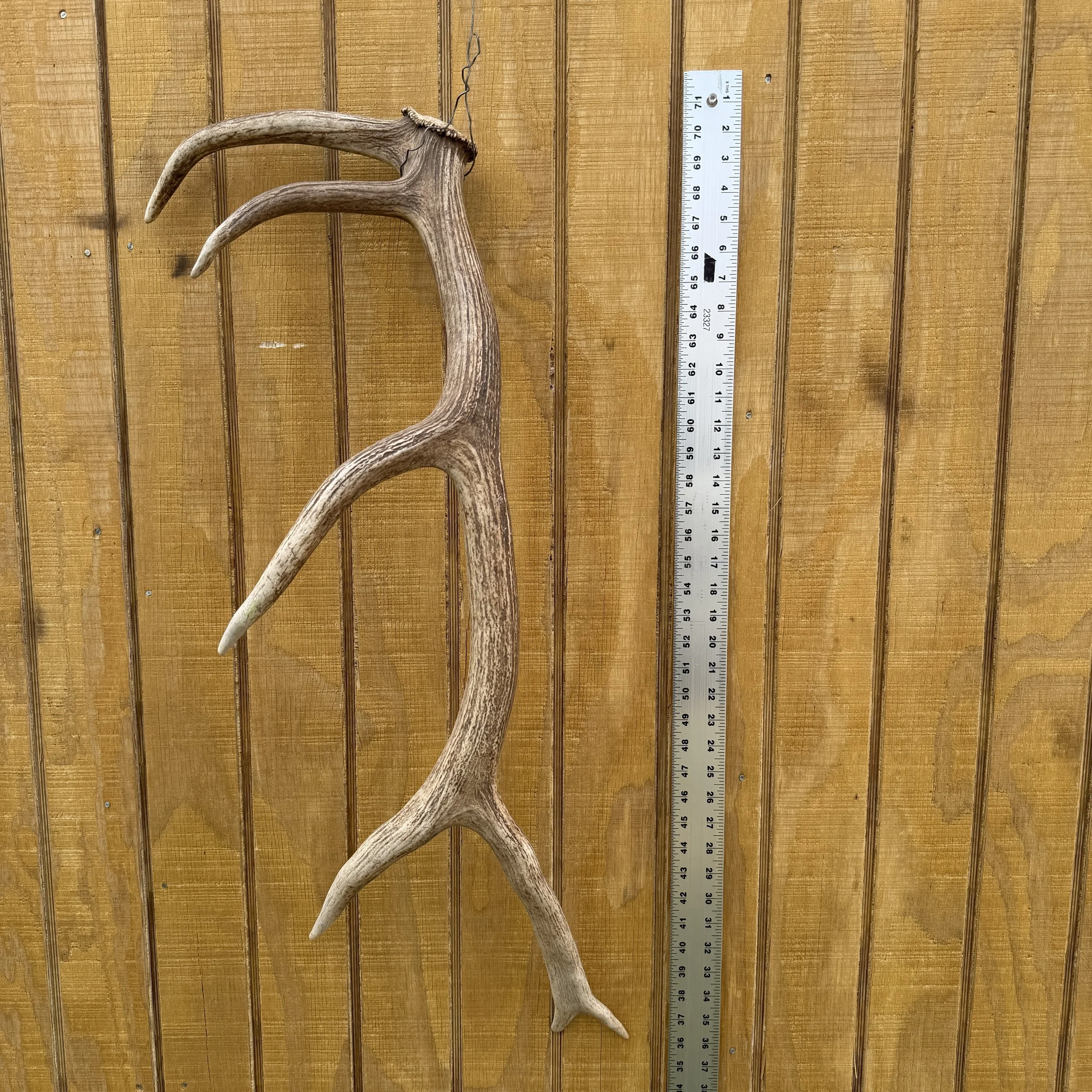 Elk Antler