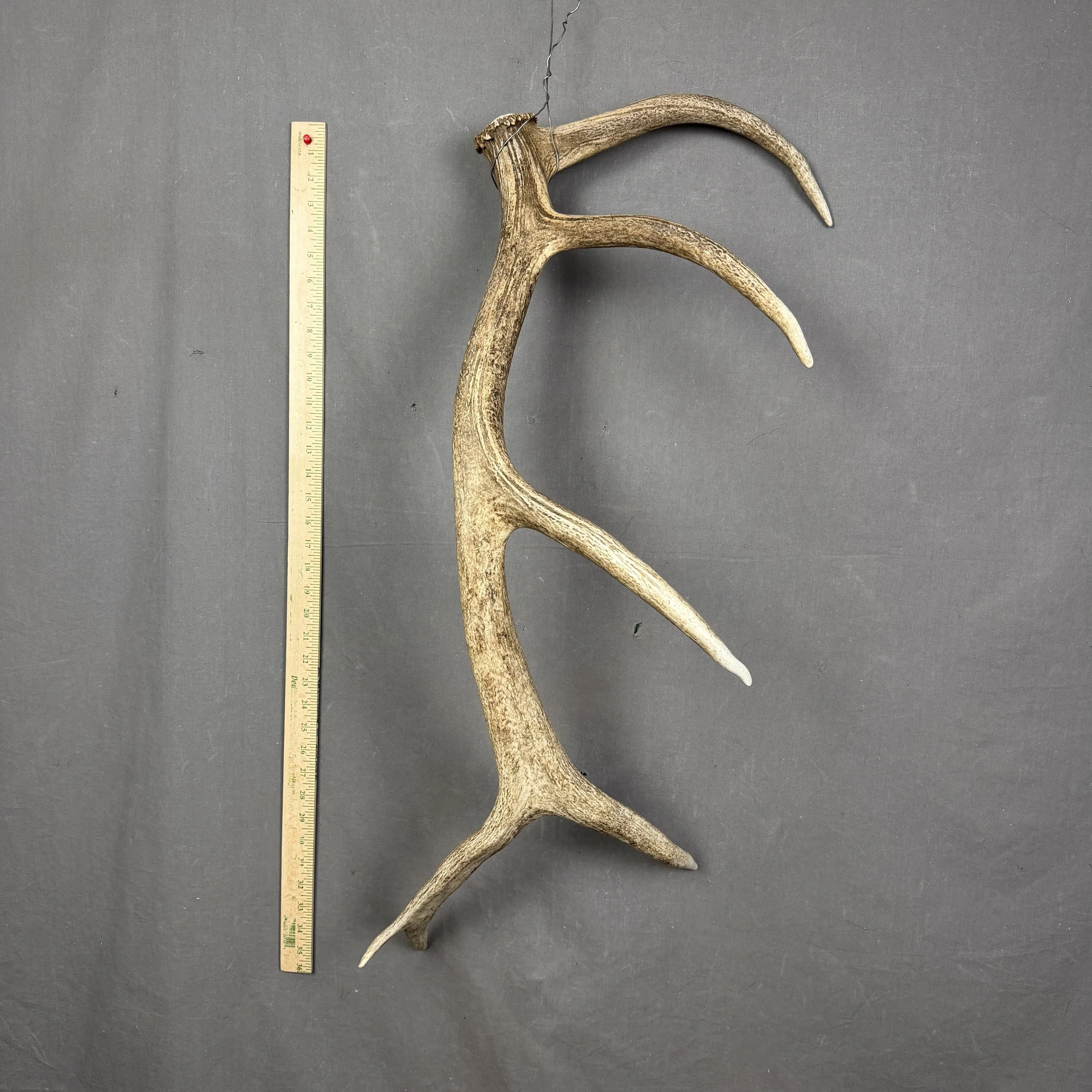 Elk Antler