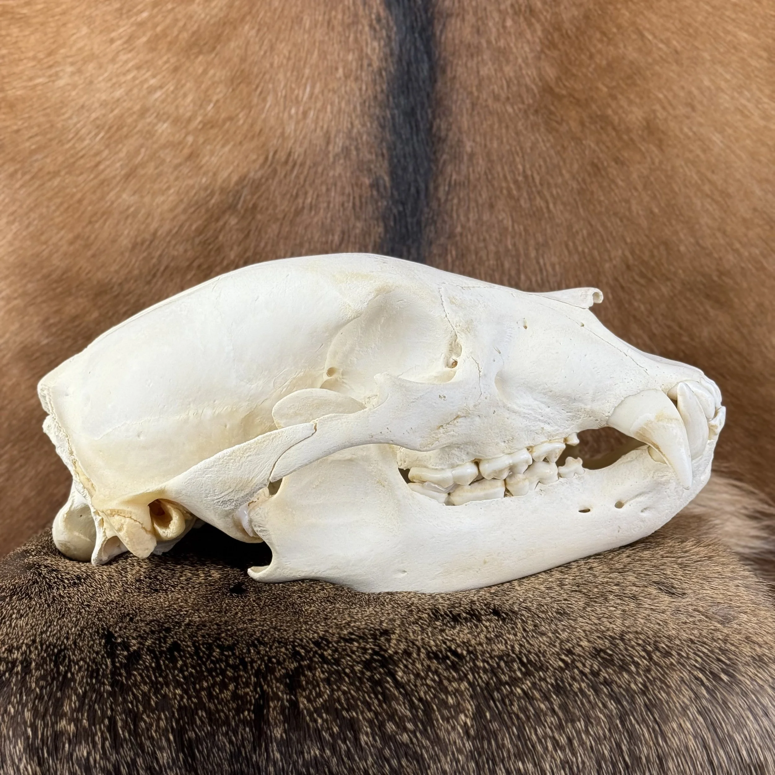 Black Bear Skull SQ6266