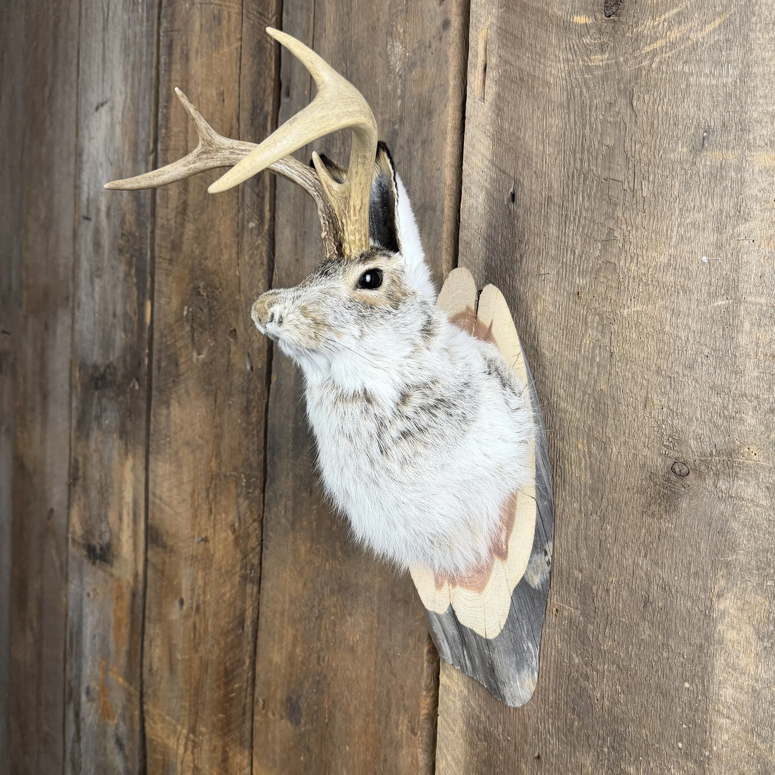 jackalope mount