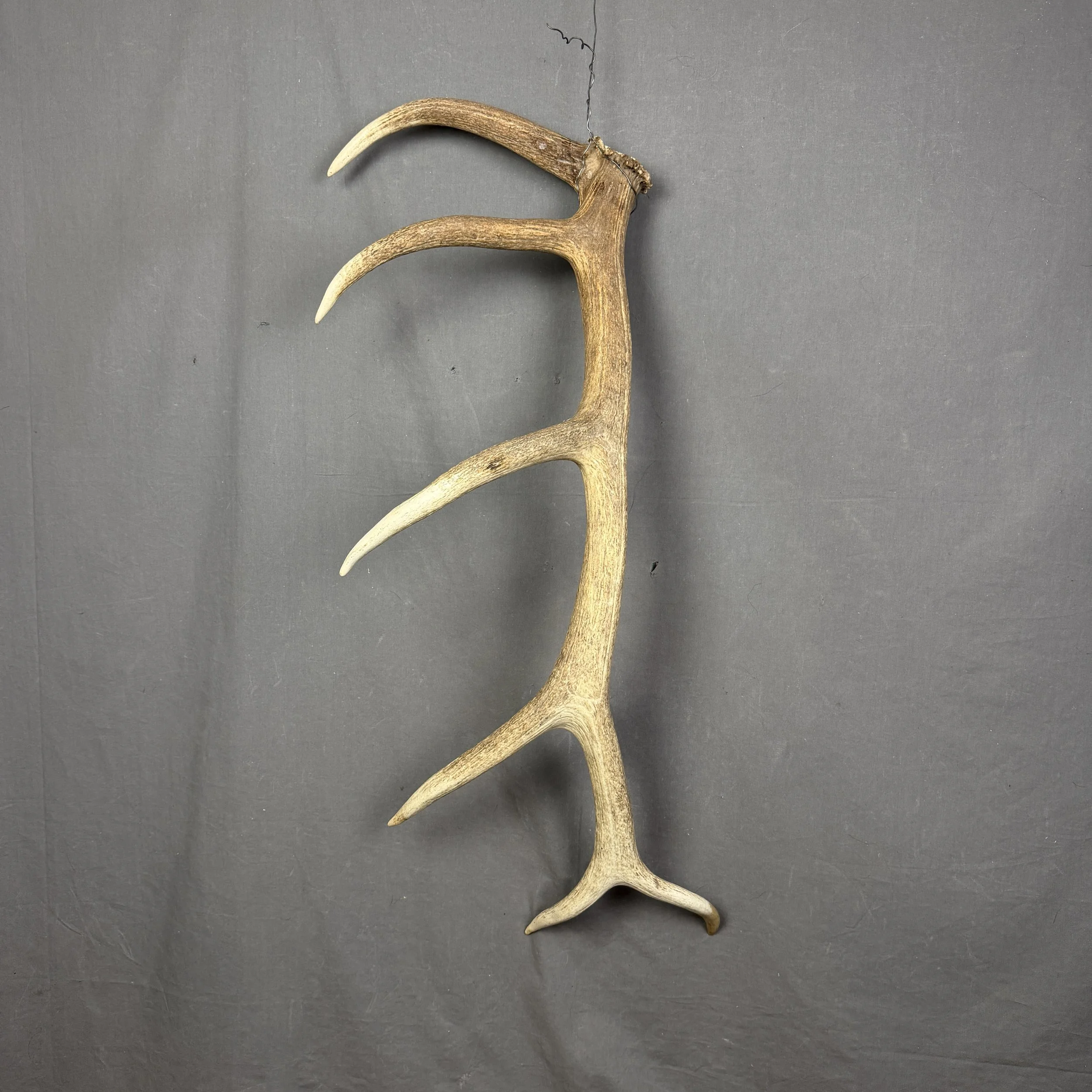 Elk Antler