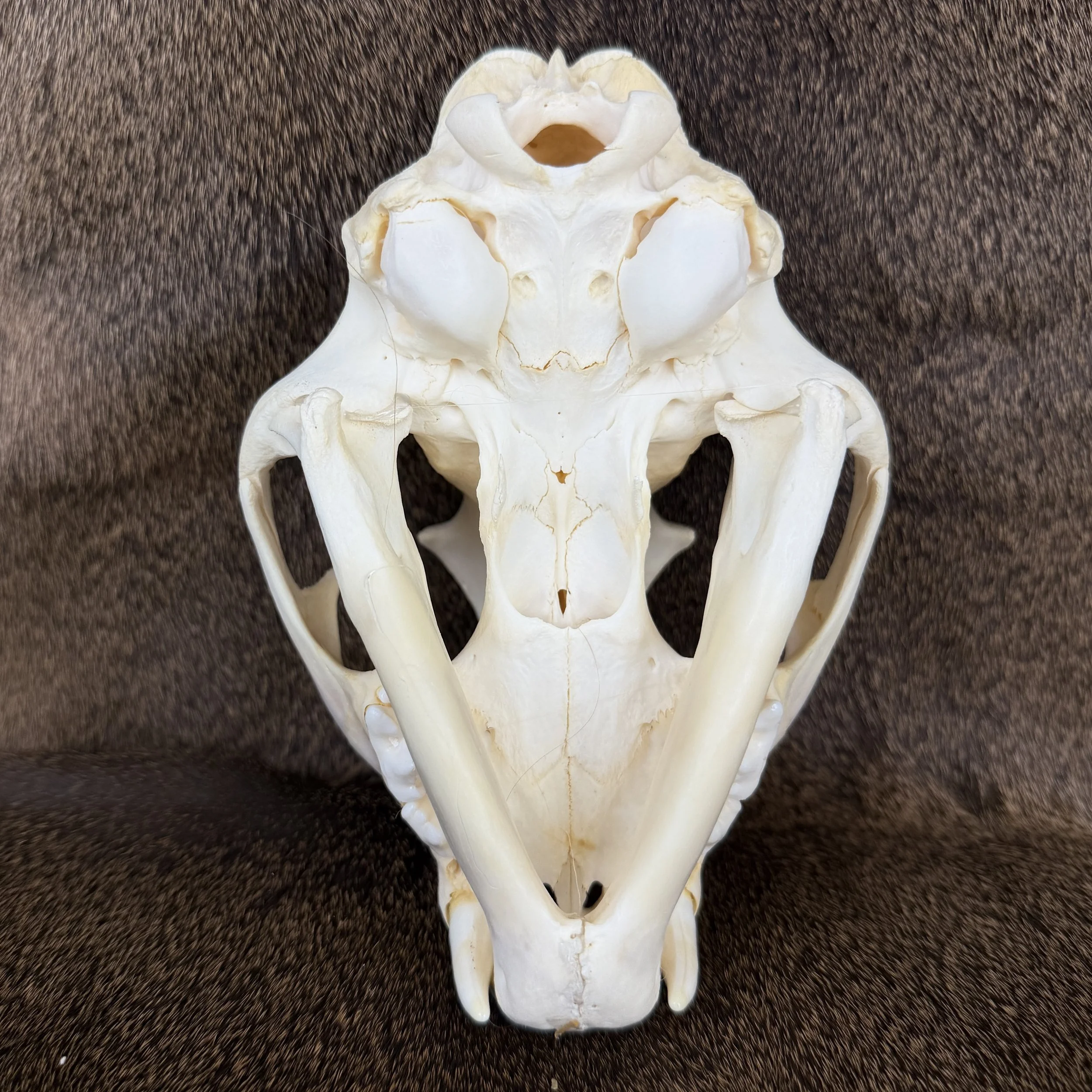 cougar skull