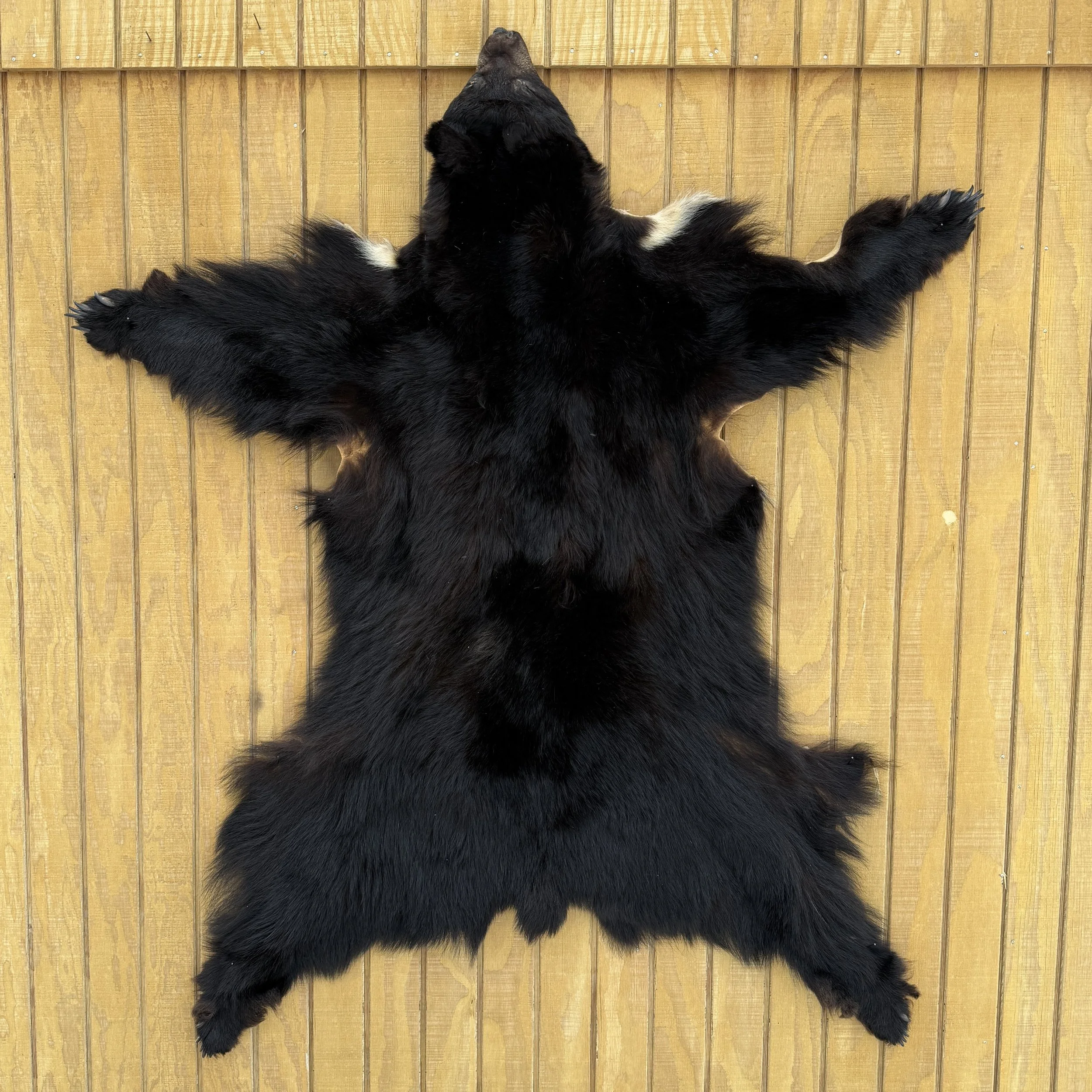 Black Bear Hide
