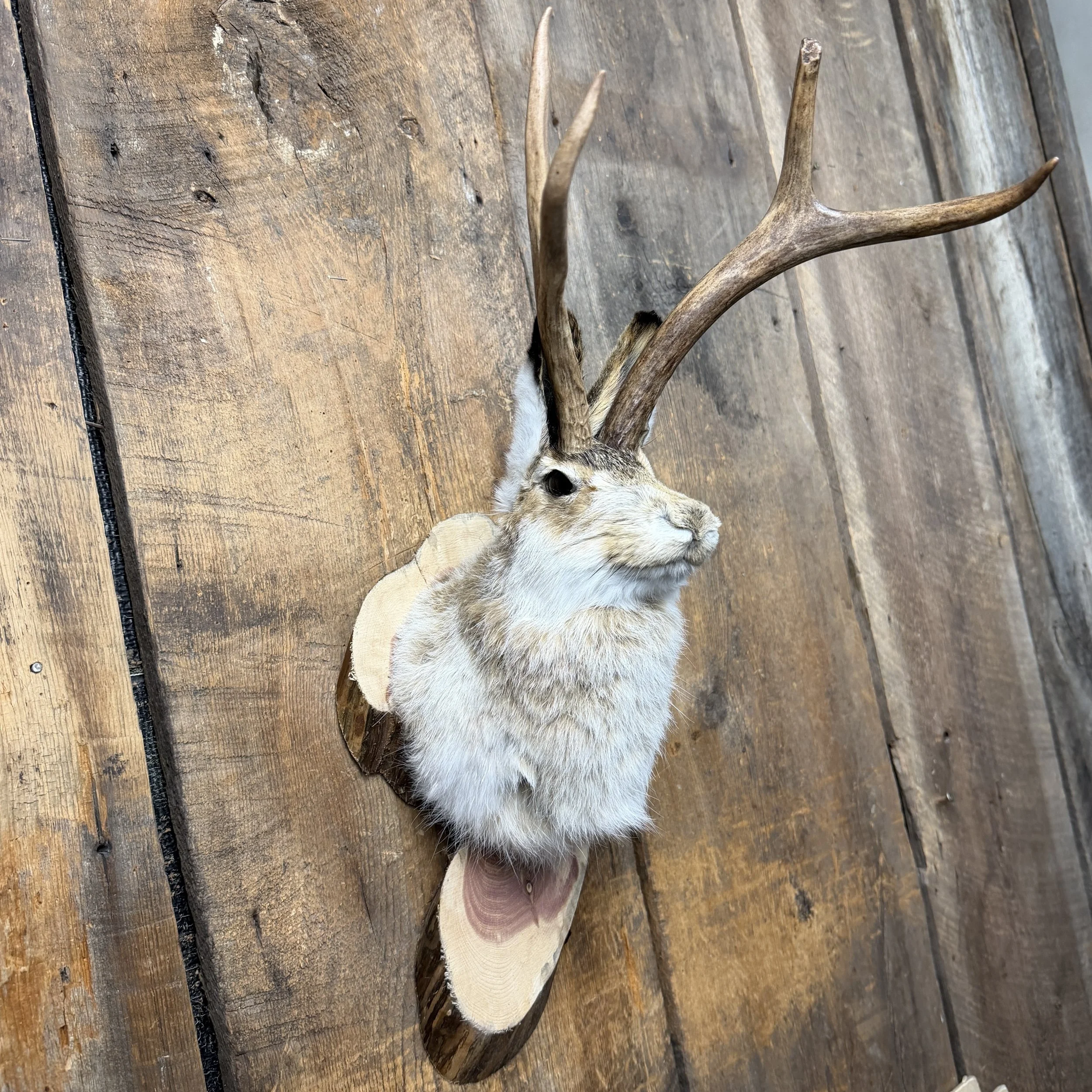 jackalope mount