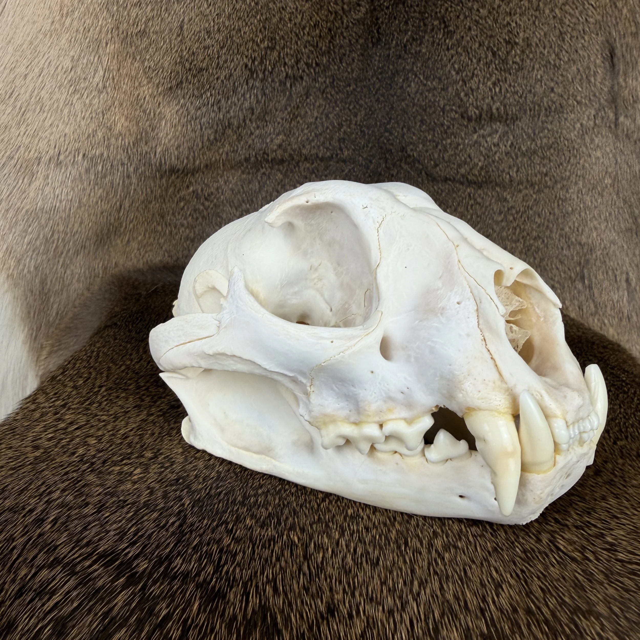 cougar skull