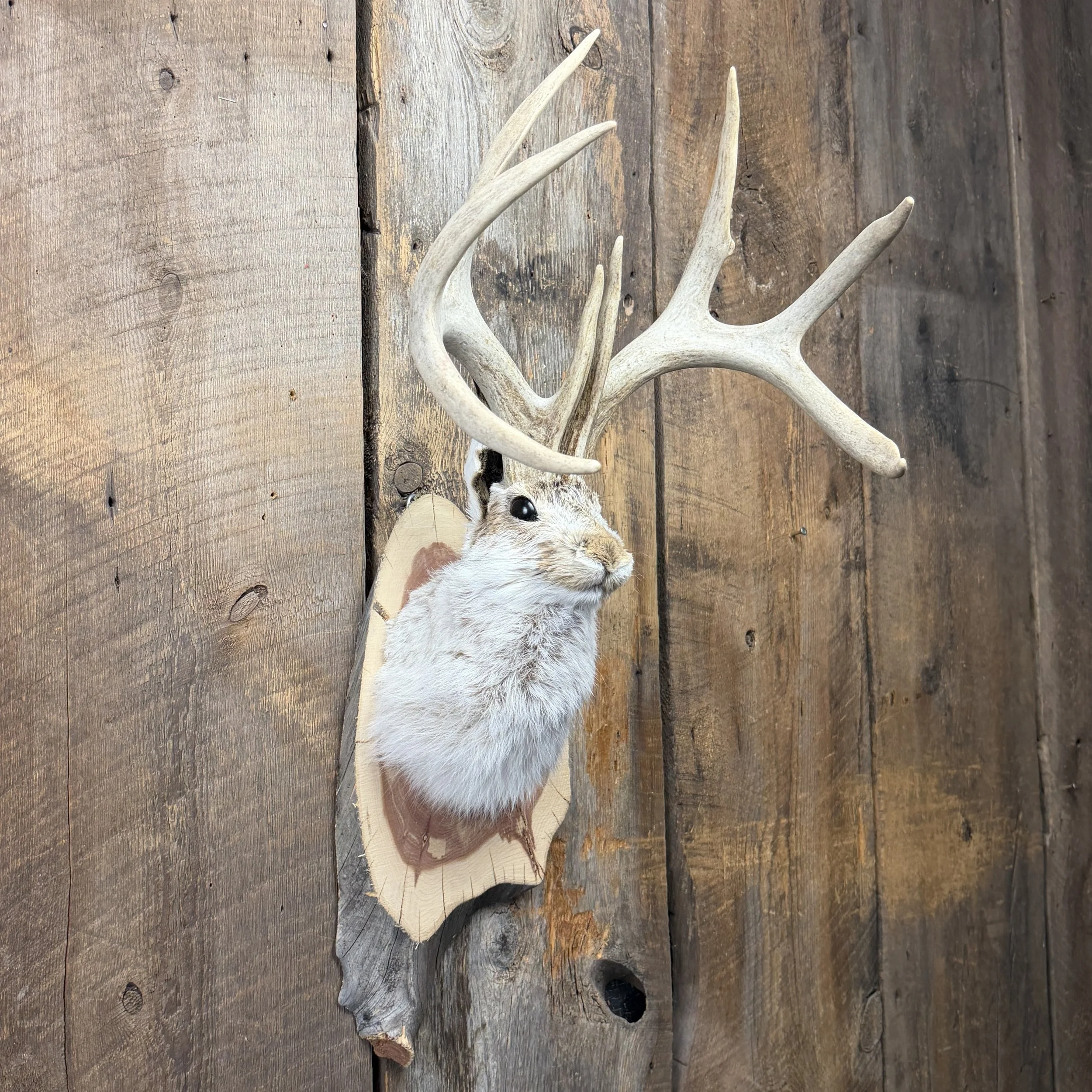 jackalope mount