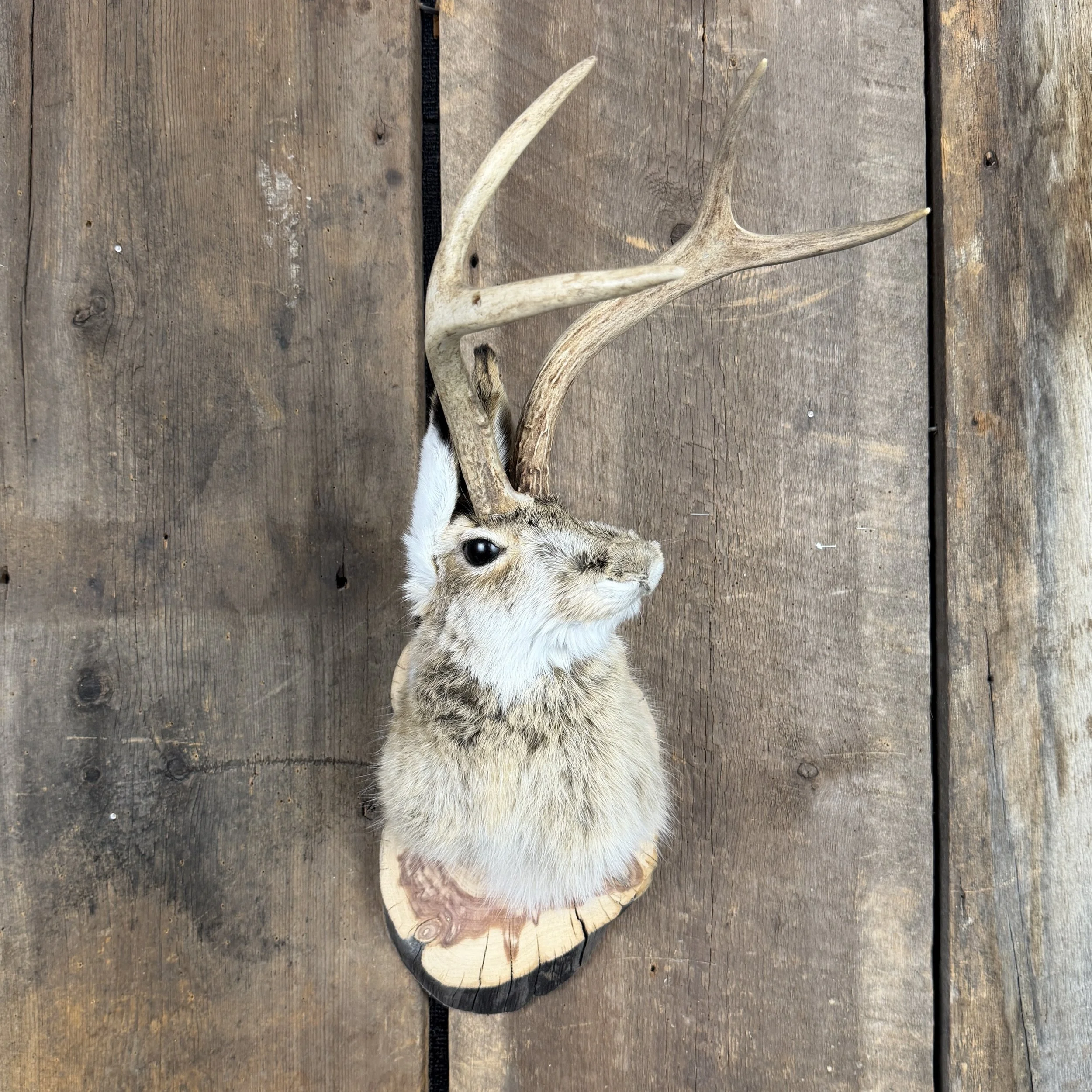 jackalope mount
