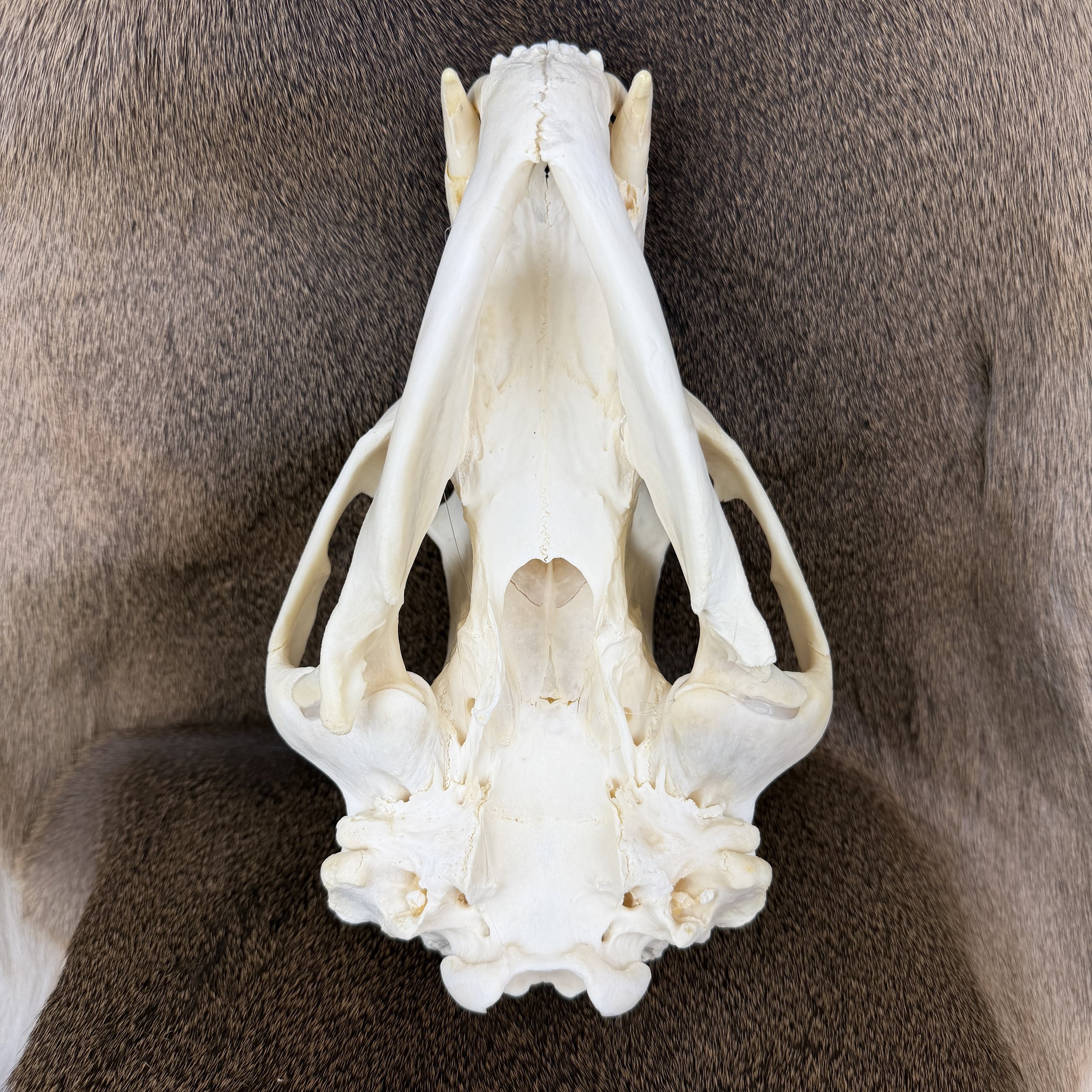 black bear skull