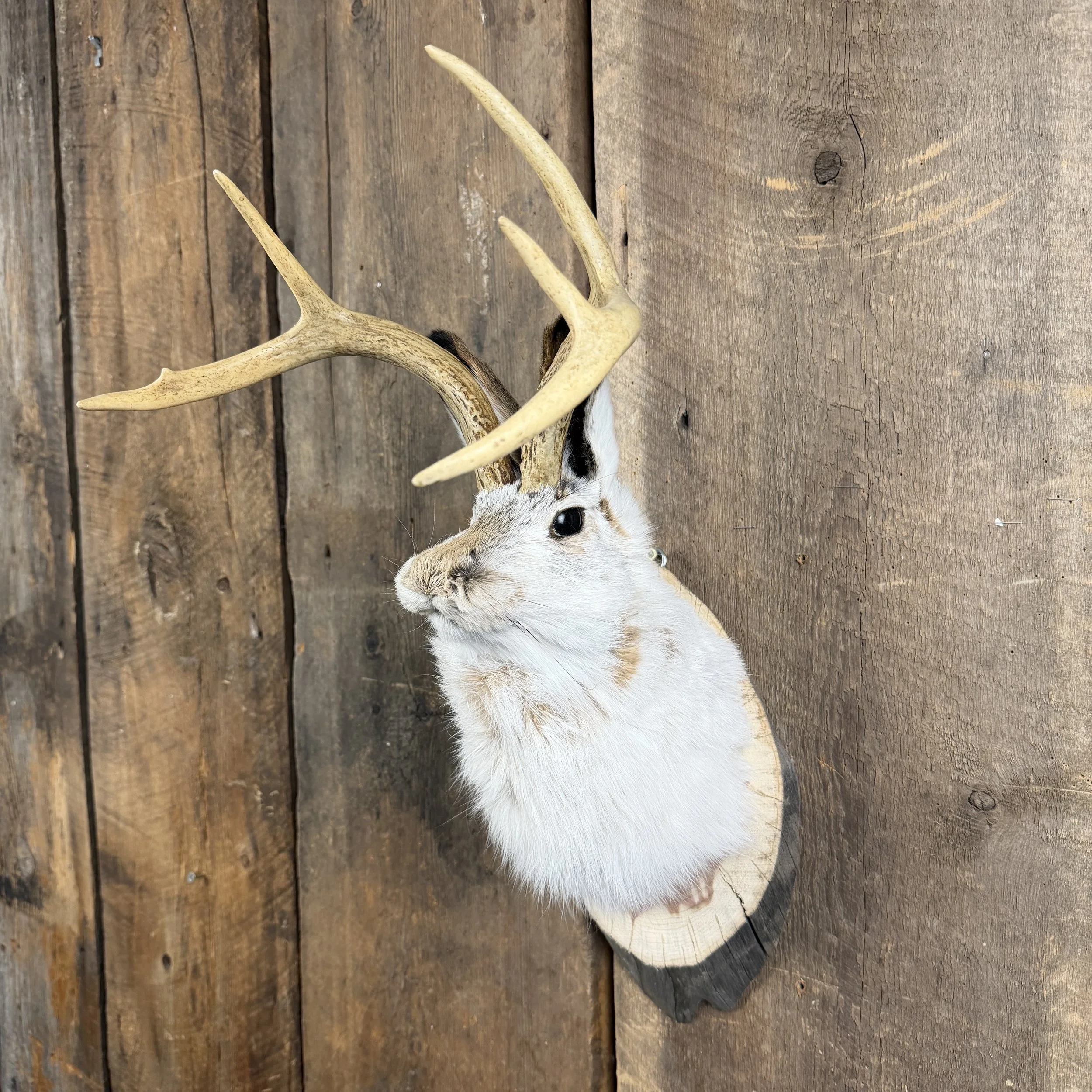 jackalope mount