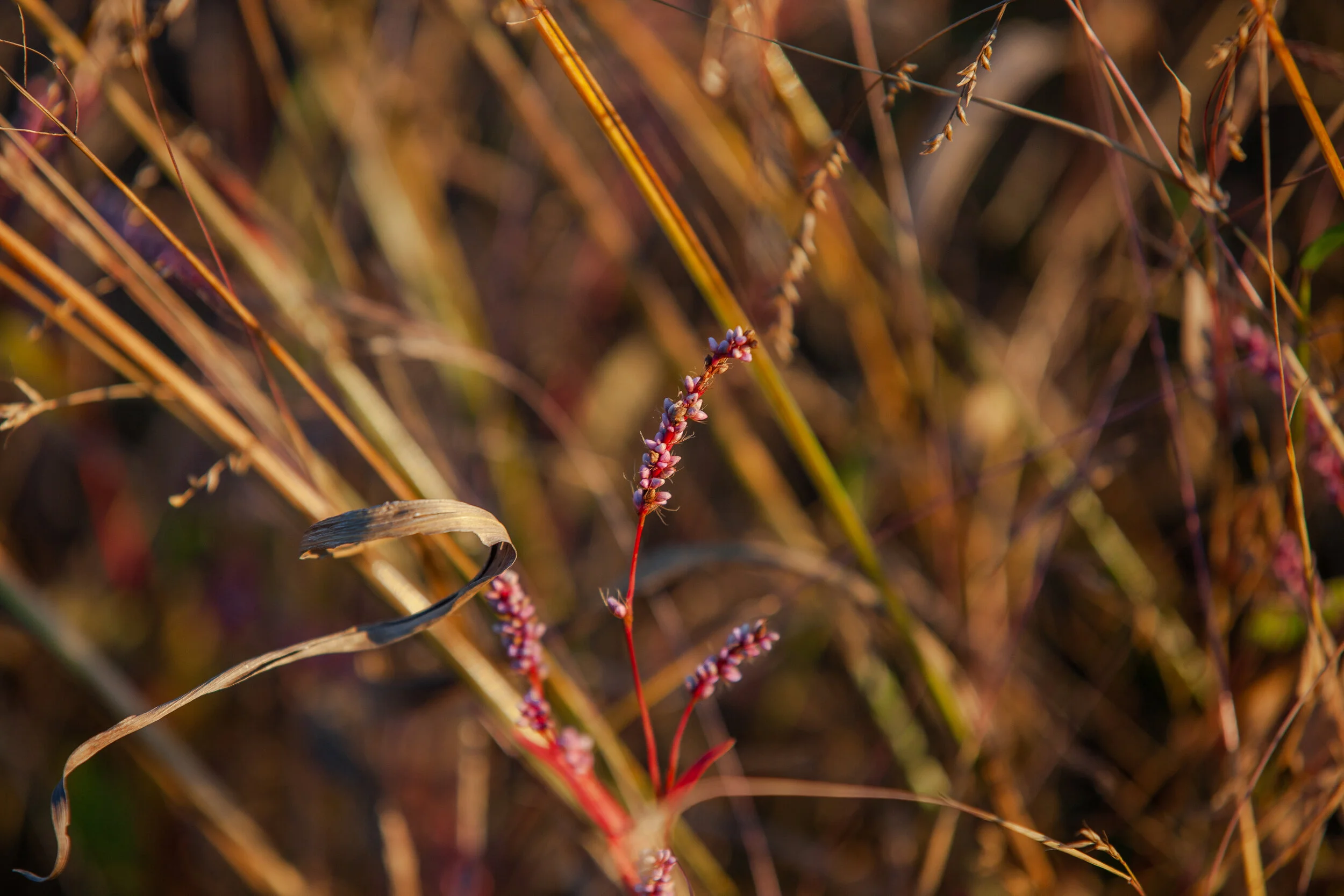 Ryan and Katie-170.JPG