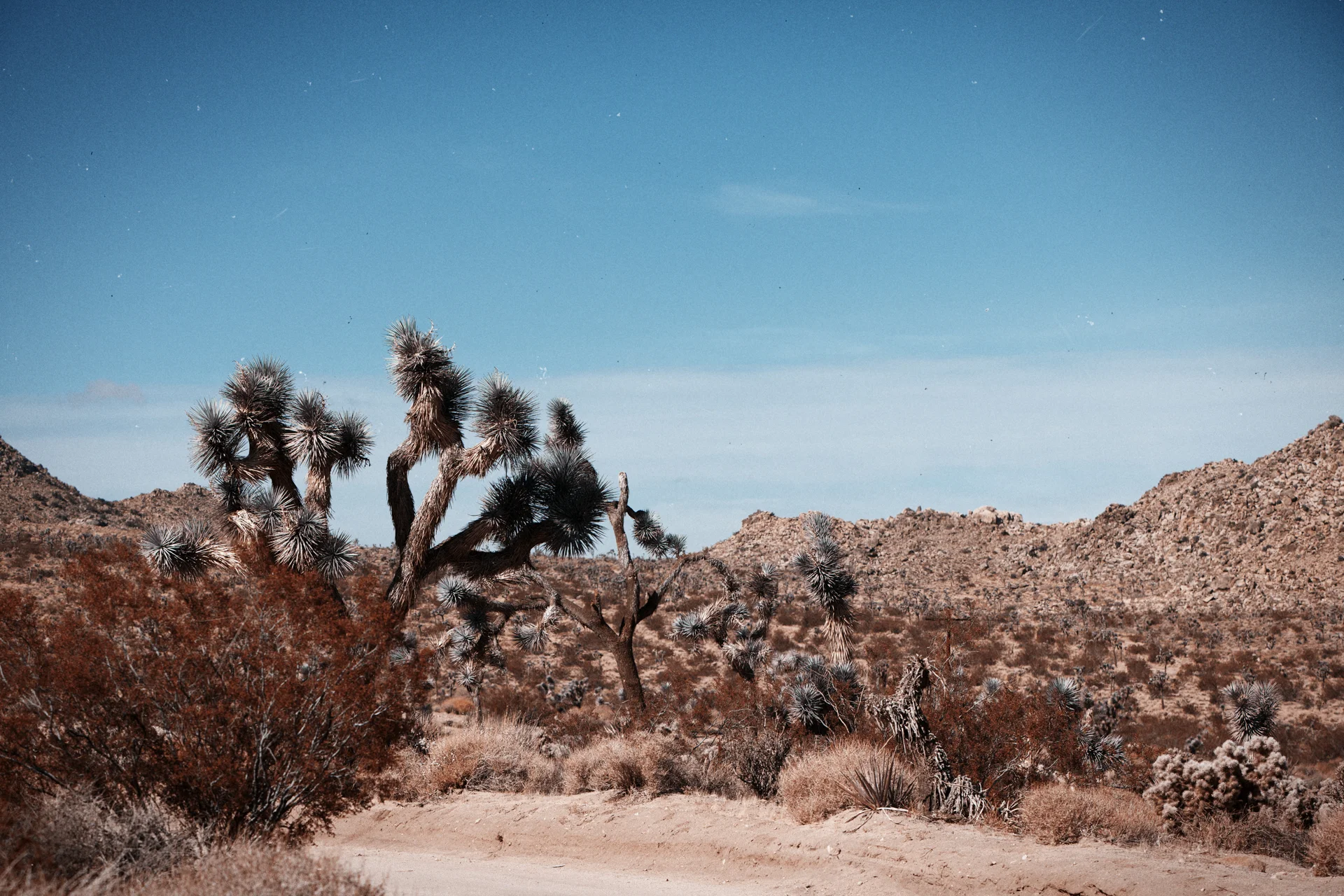 JOSHUA_TREE_003.jpg