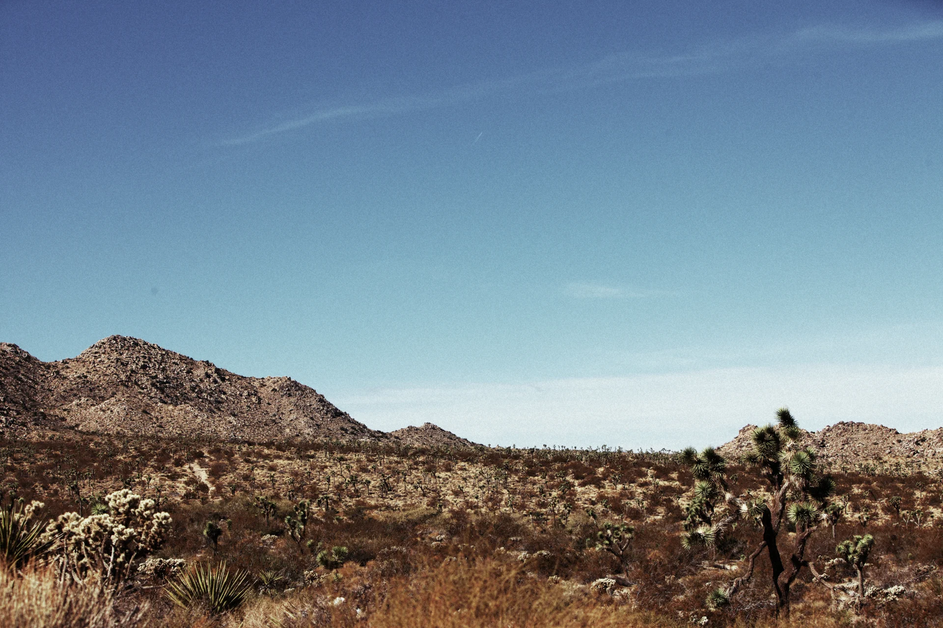 JOSHUA_TREE_004.jpg