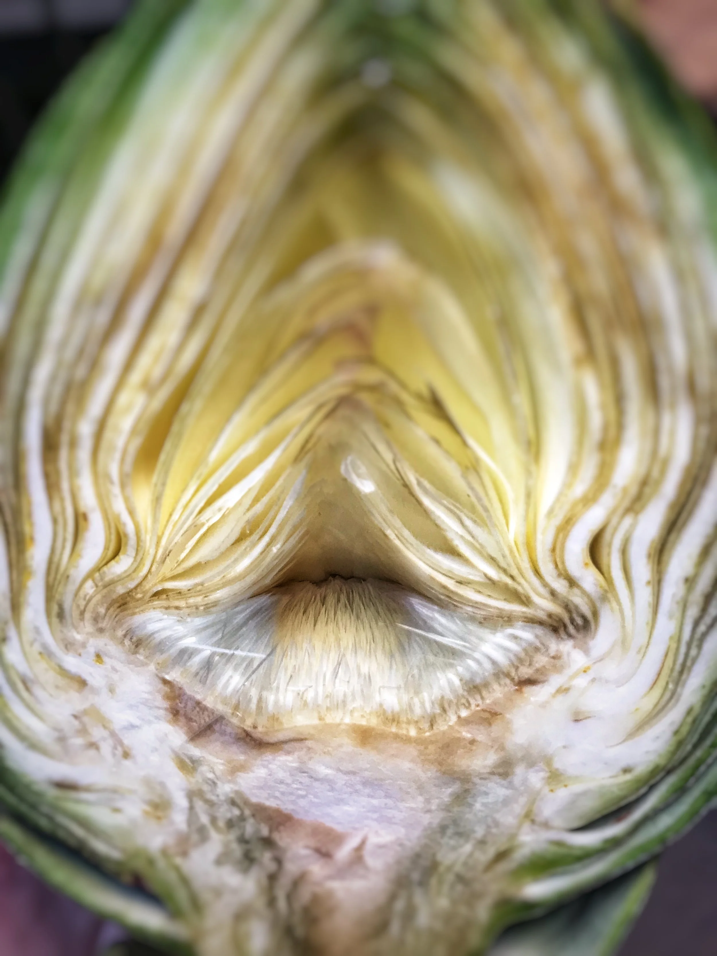 The furry choke that gets scraped out with a small spoon.