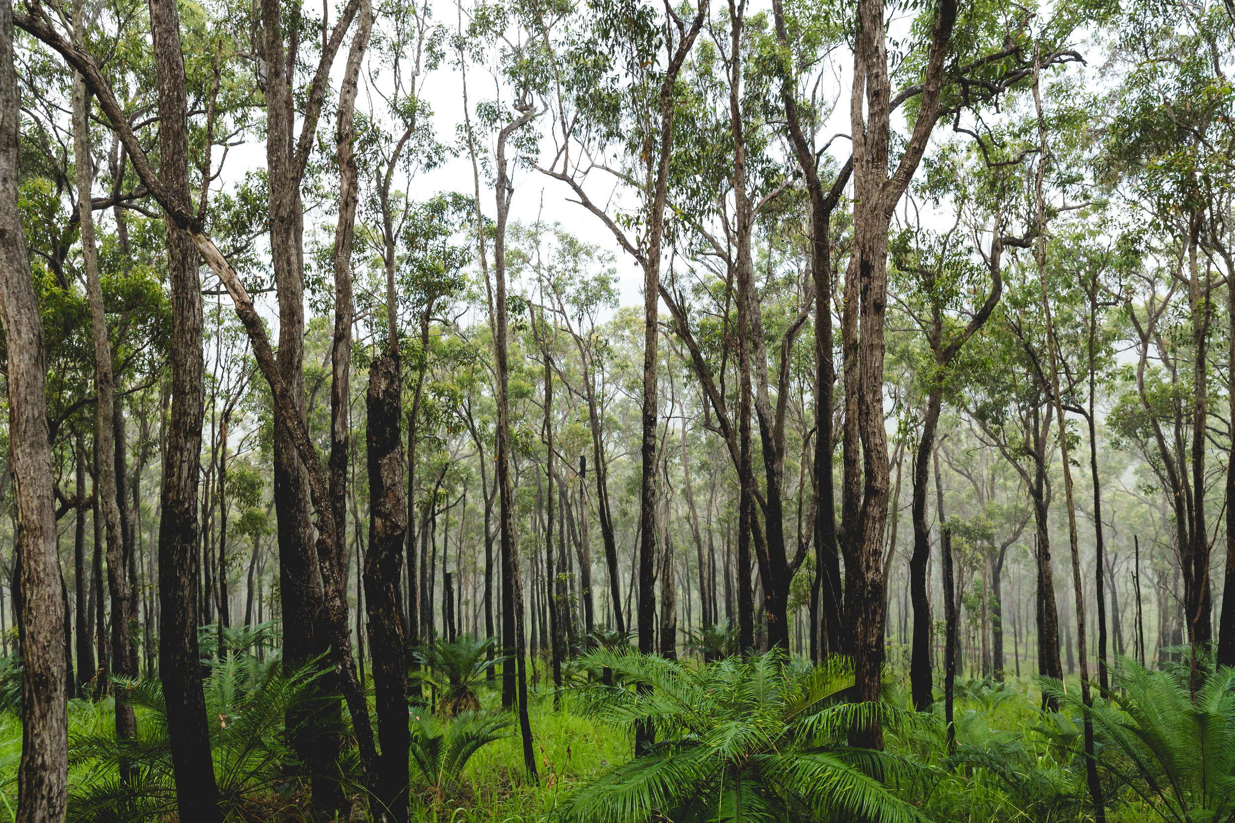 Atherton Forest. Cairns, AU.