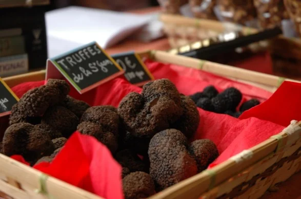 The Black Périgord Truffle