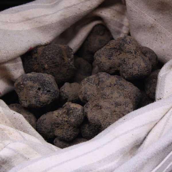Truffles-in-Richerenches-0047_opt.jpg