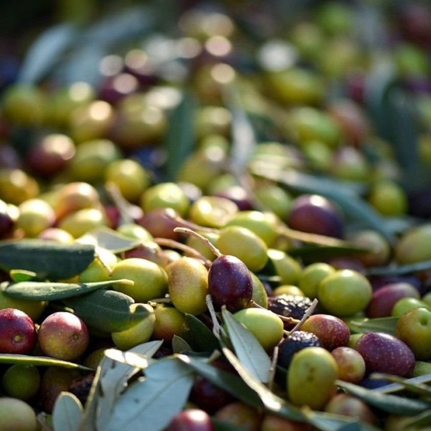 Nyons olives