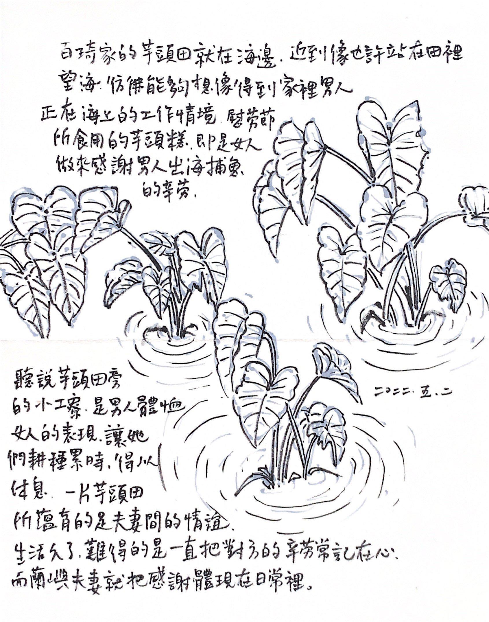 關於芋頭田.jpg