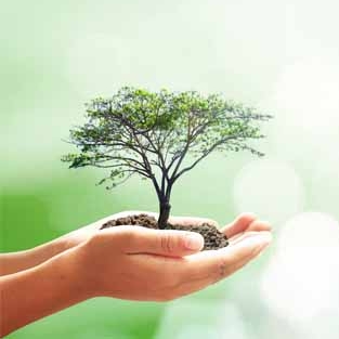 Knowledge Tree.jpg