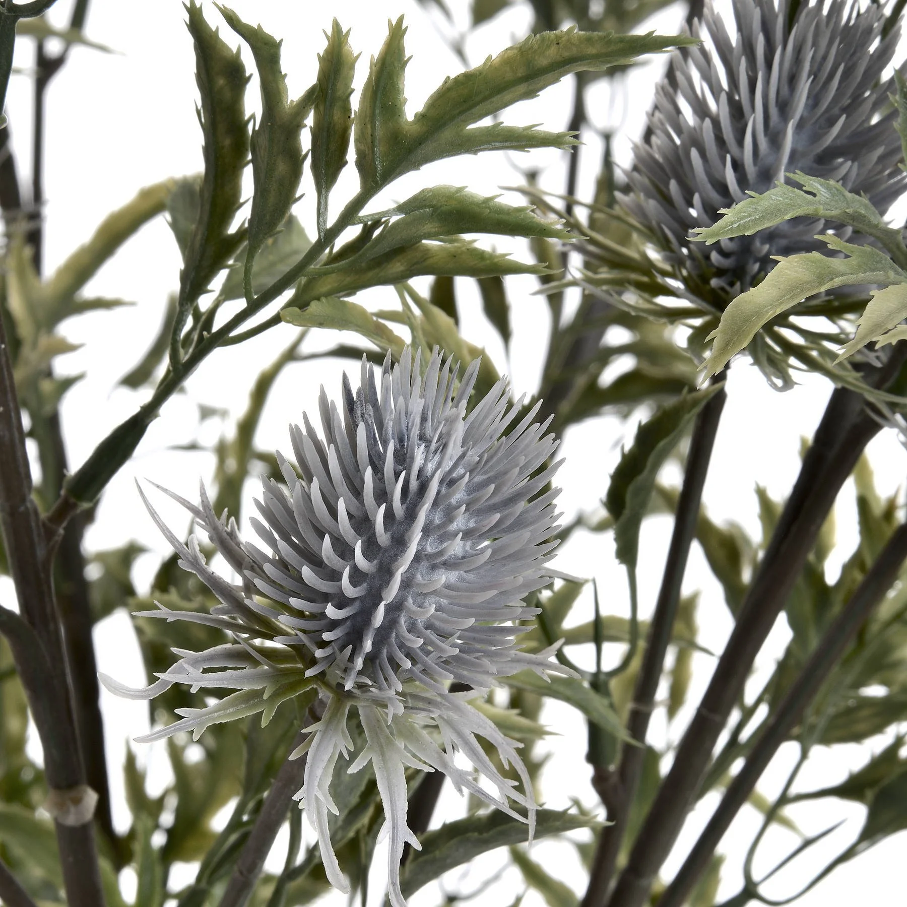 thistle3.jpg